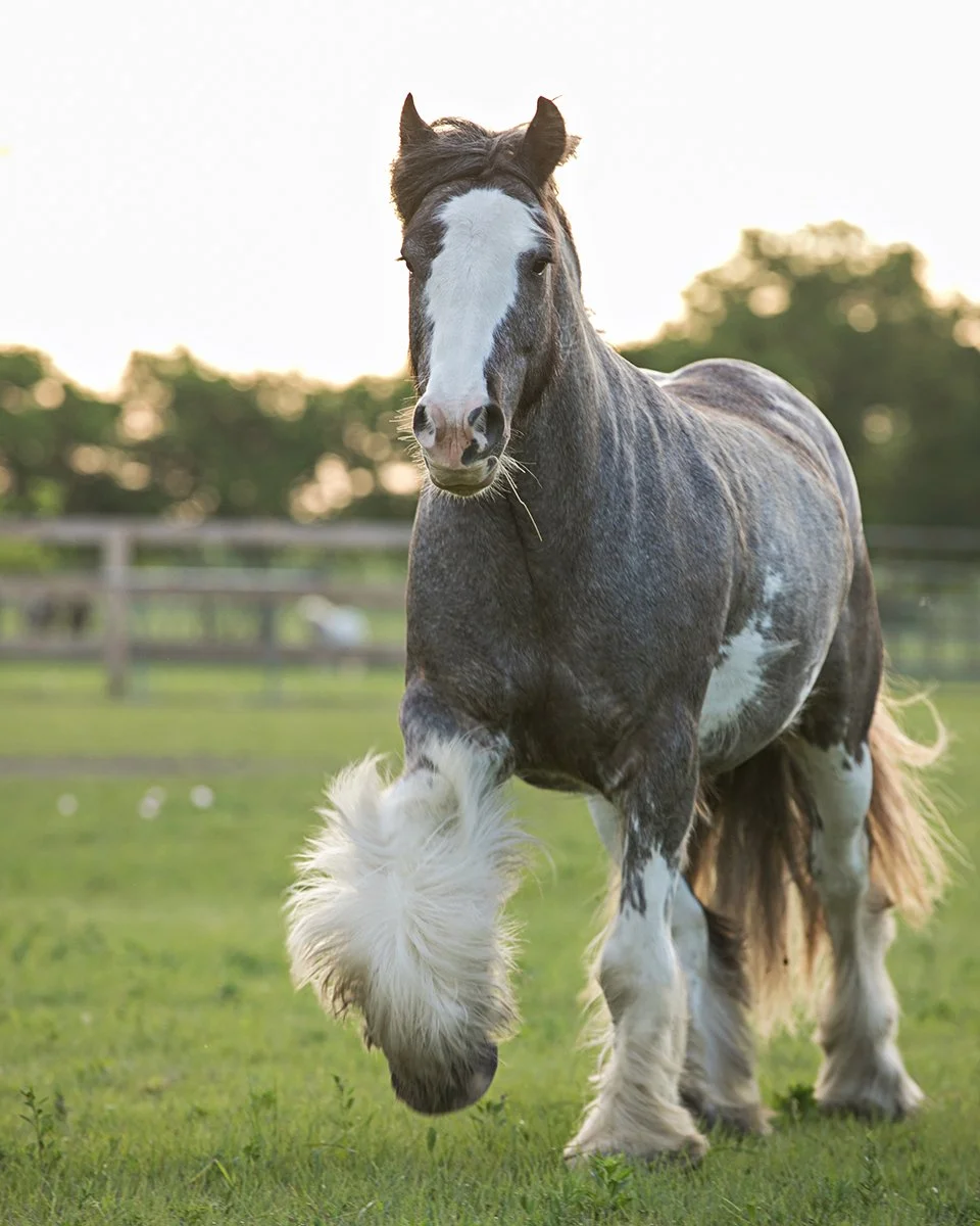 Gypsy - trot with backlit so show feathers