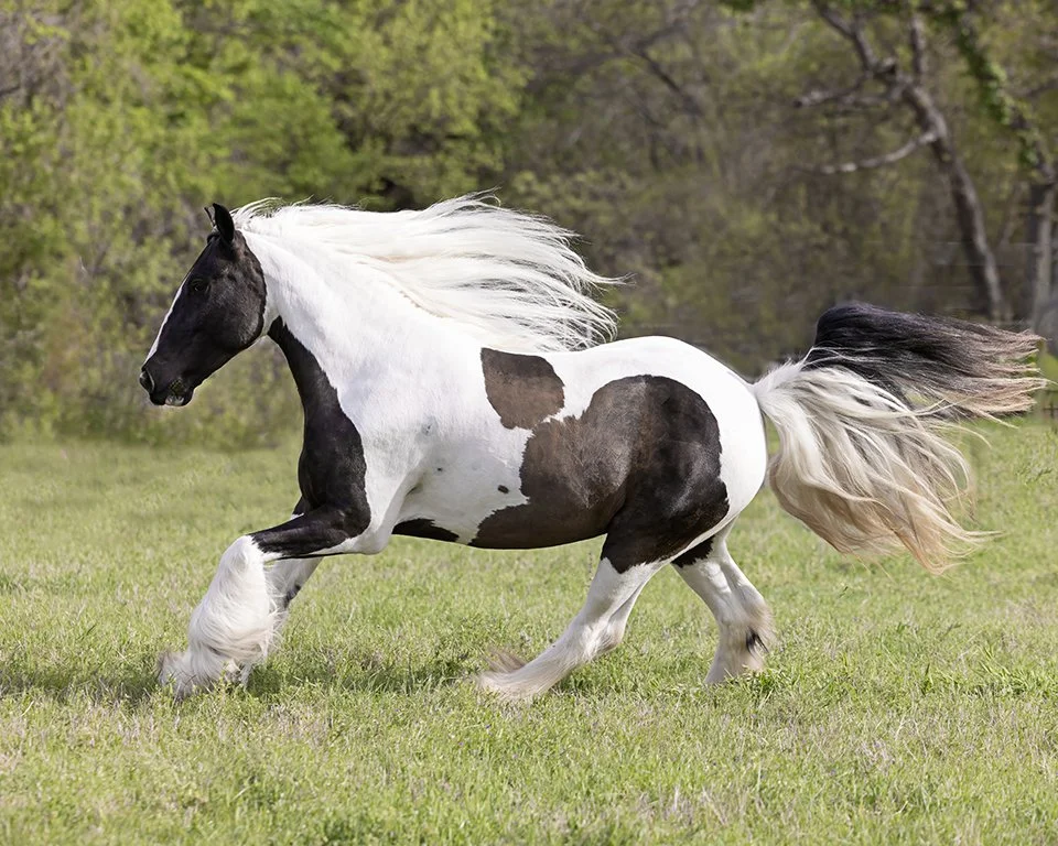 Gypsy running showing long mane