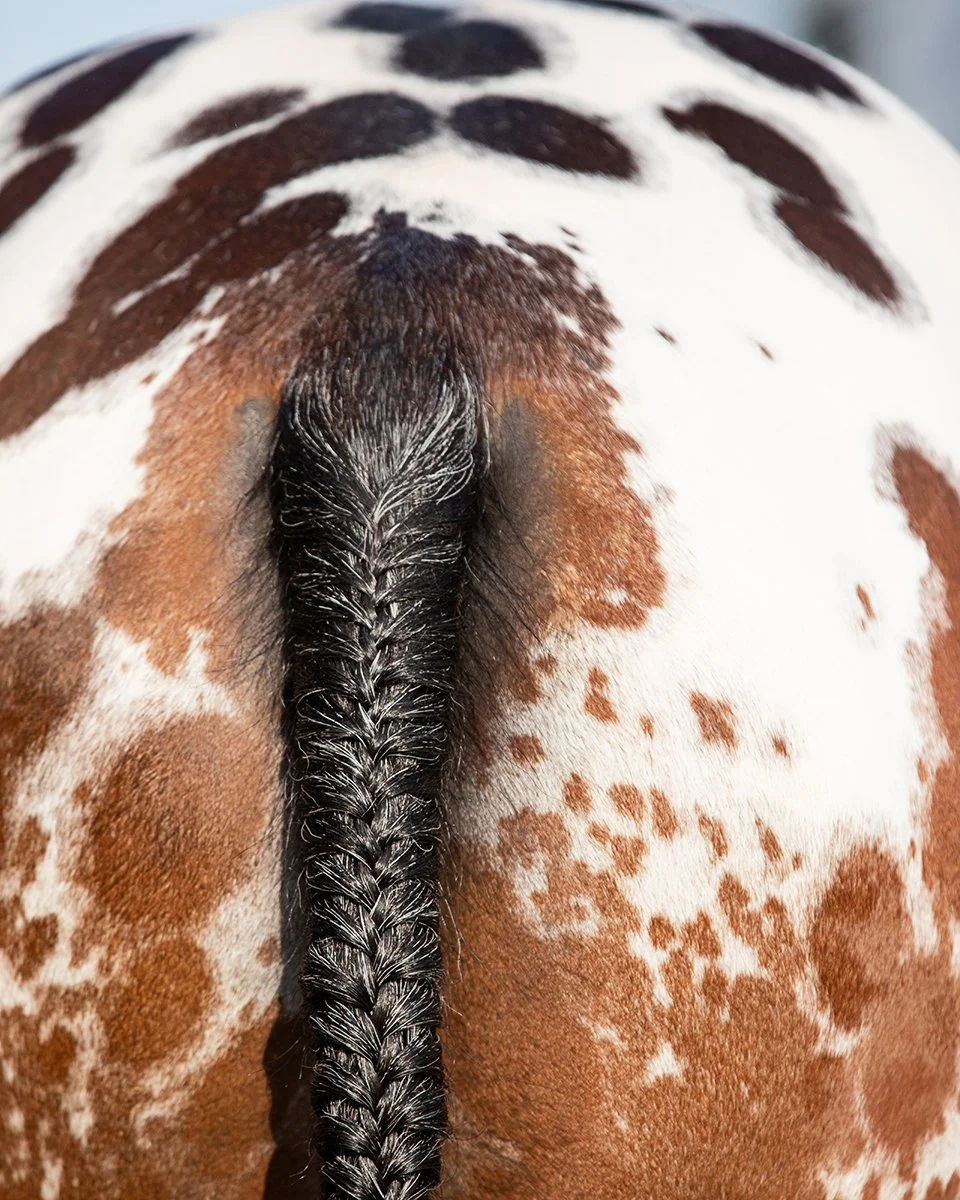 Appaloosa showing spots