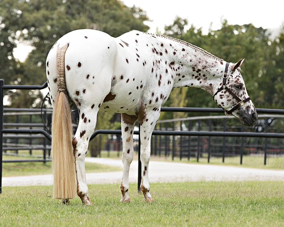 Appaloosa- Showing loud color, stock horse hunter type low head