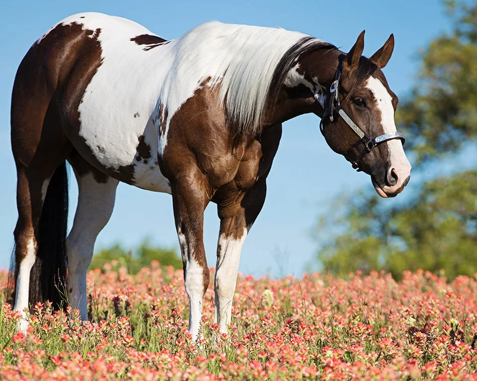 Paint Horse - Western Pleasure, standing on a downhill which is a no no