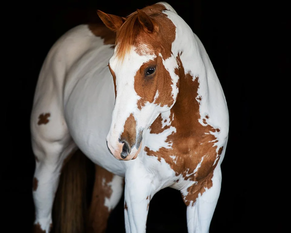 Paint Overo showing pattern from the front