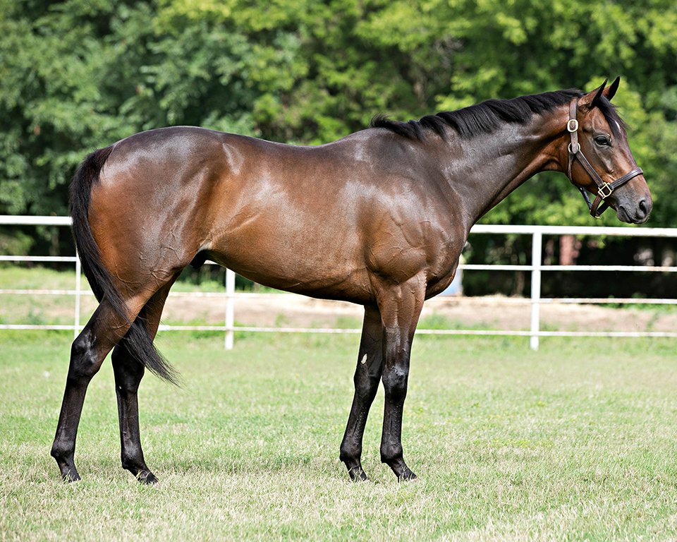 Thoroughbred - angled directly with girth to show balance