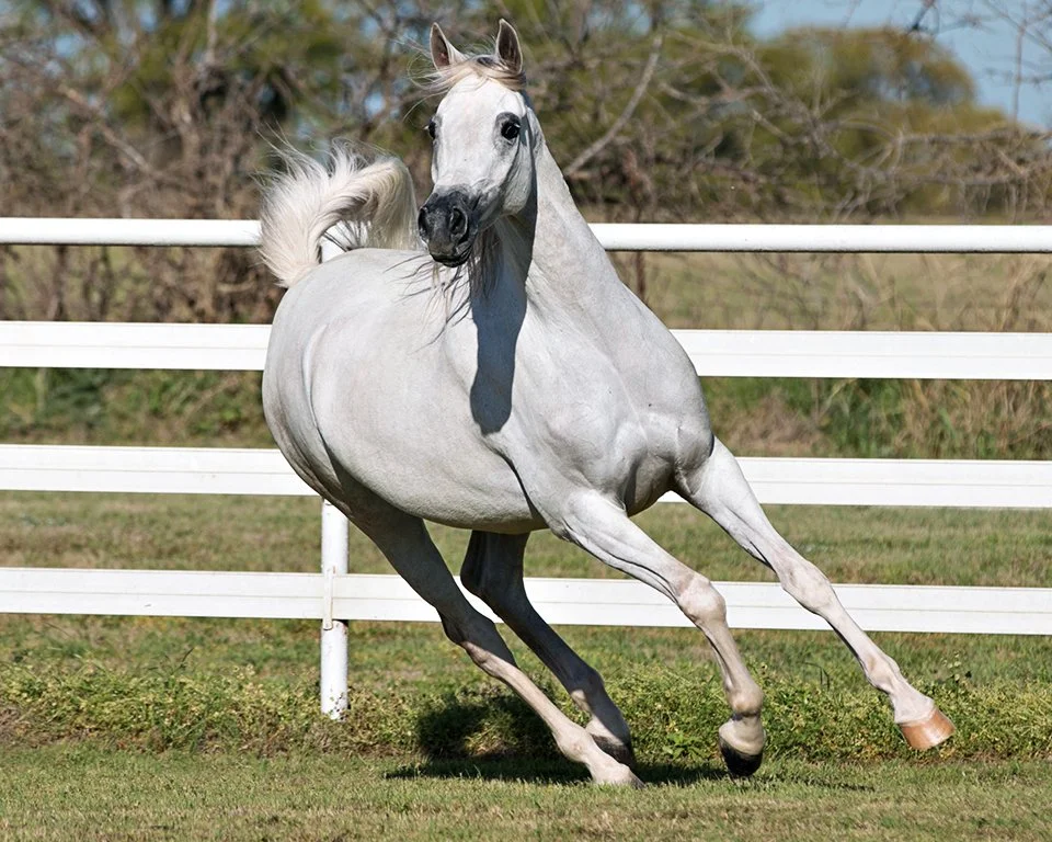 Arabian - being very animated