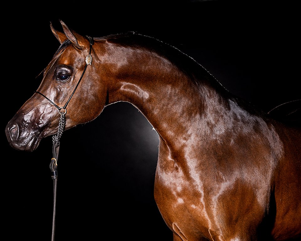 Arabian Headshot with nice neck