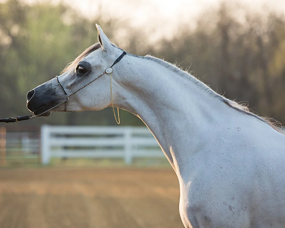 Arabian headshot