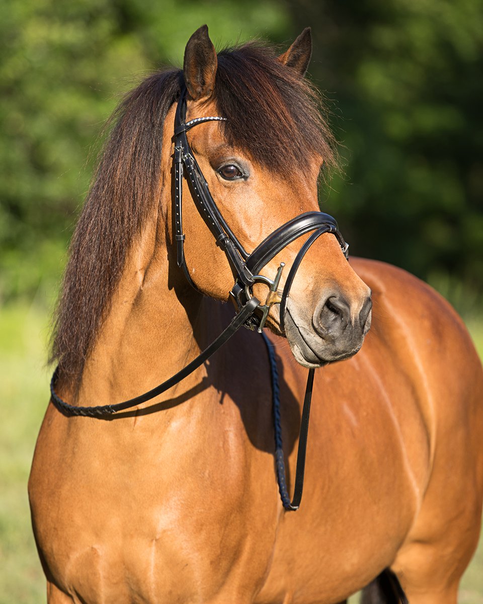 Icelandic Pony Portriat