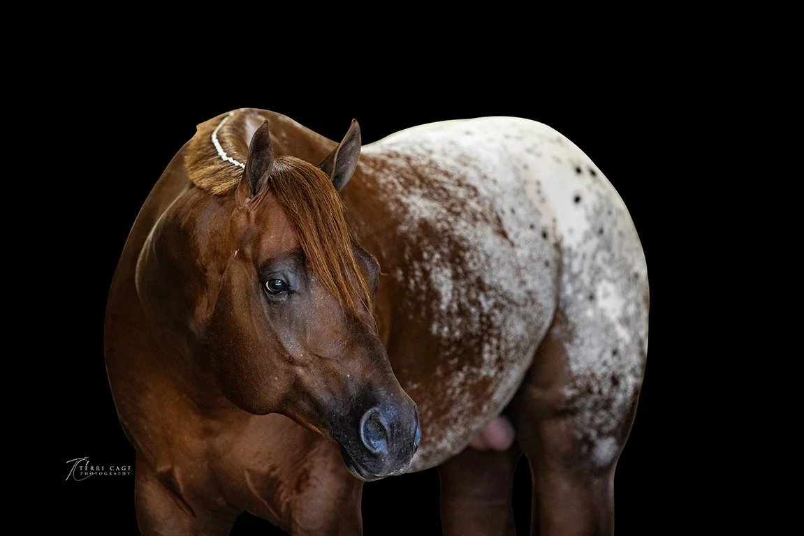 STallion ad flyer photographer
