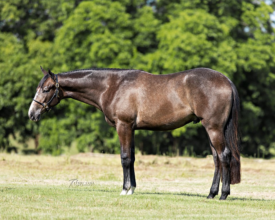 Yearlings Shoot from Shoulder