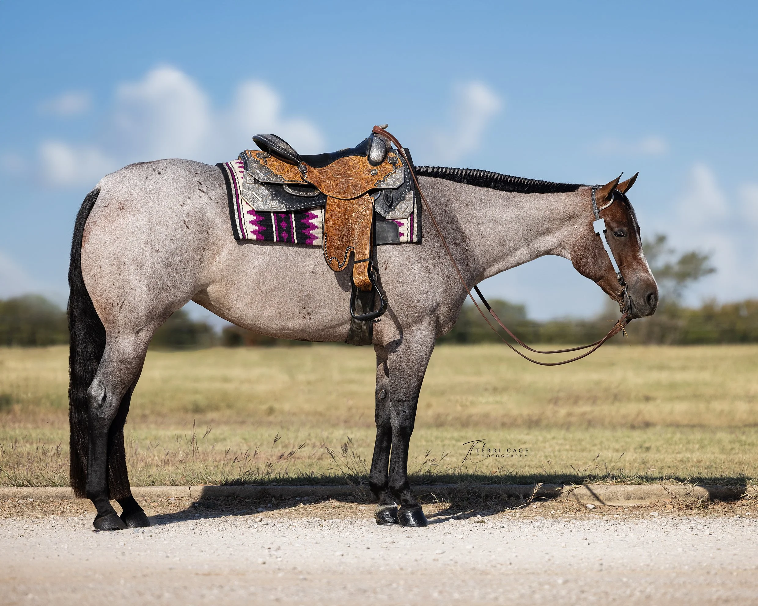 Western Pleasure Quarter Horse - Tack is ok