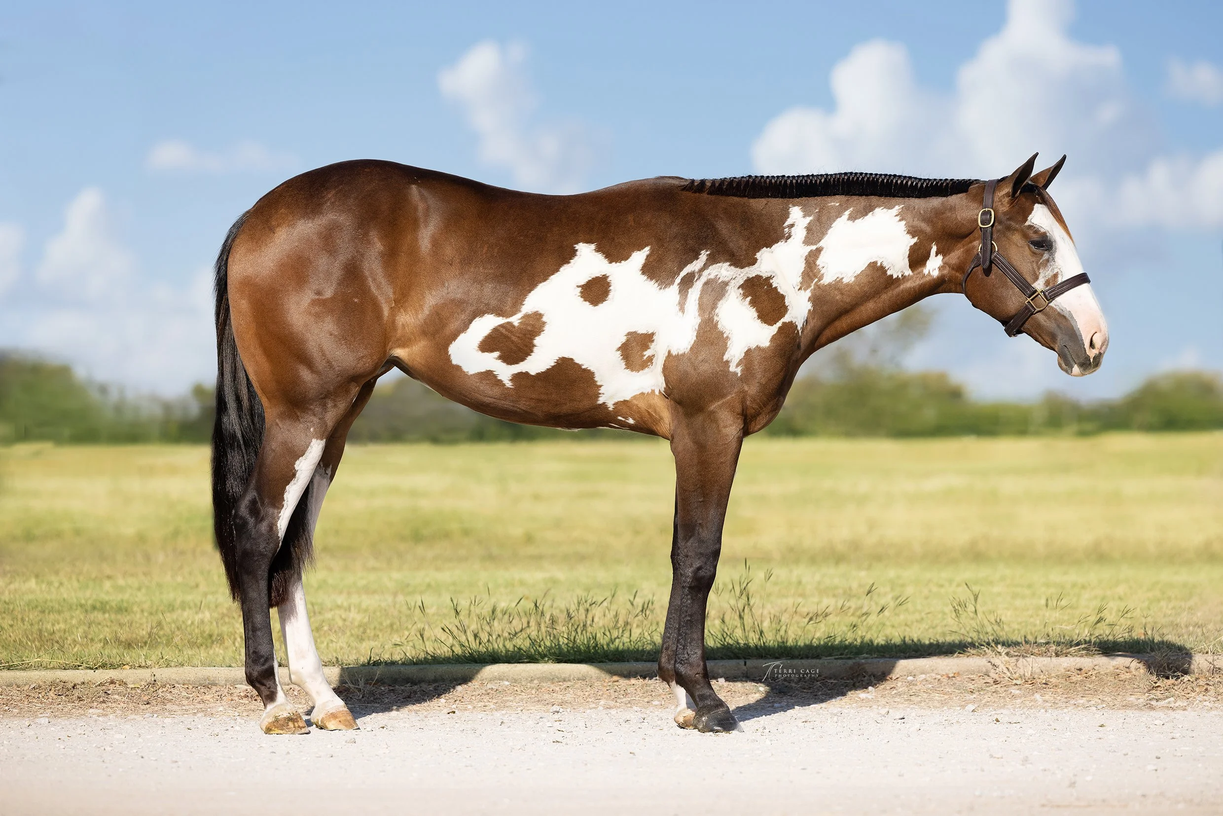 For Colorful horse a profile is perfect