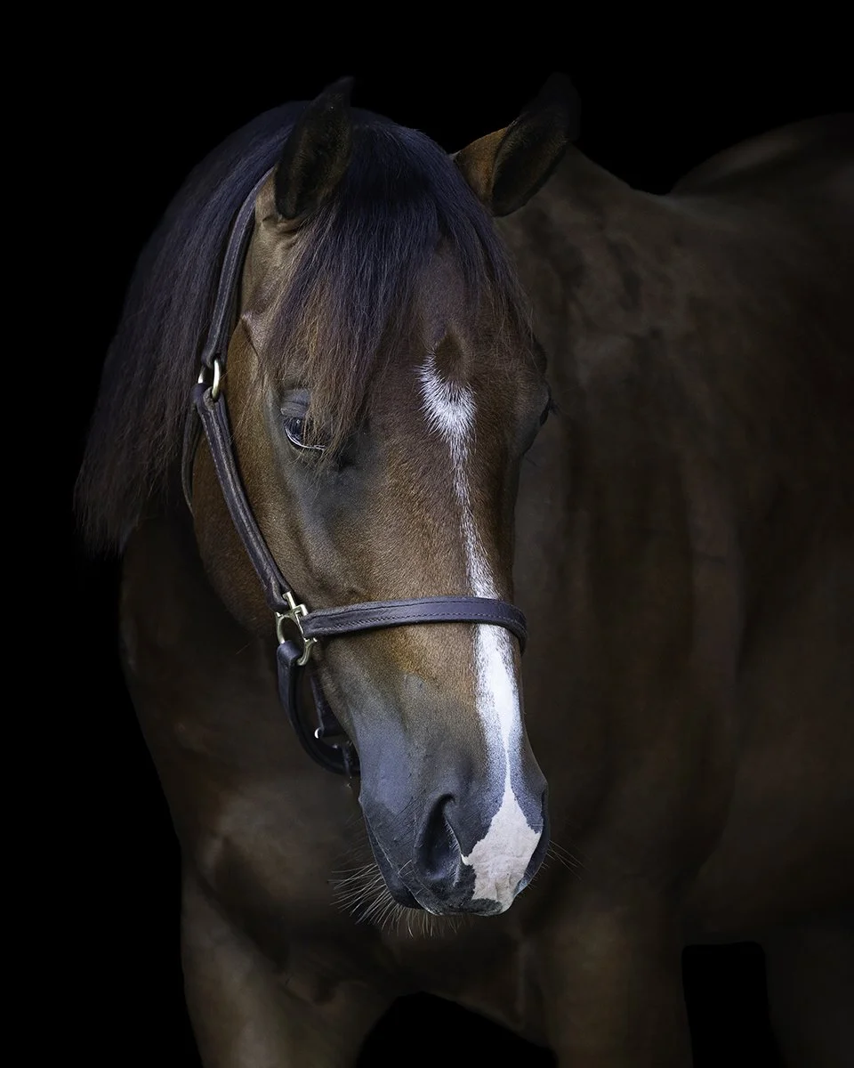 webTCP925-13011.jpgBlack