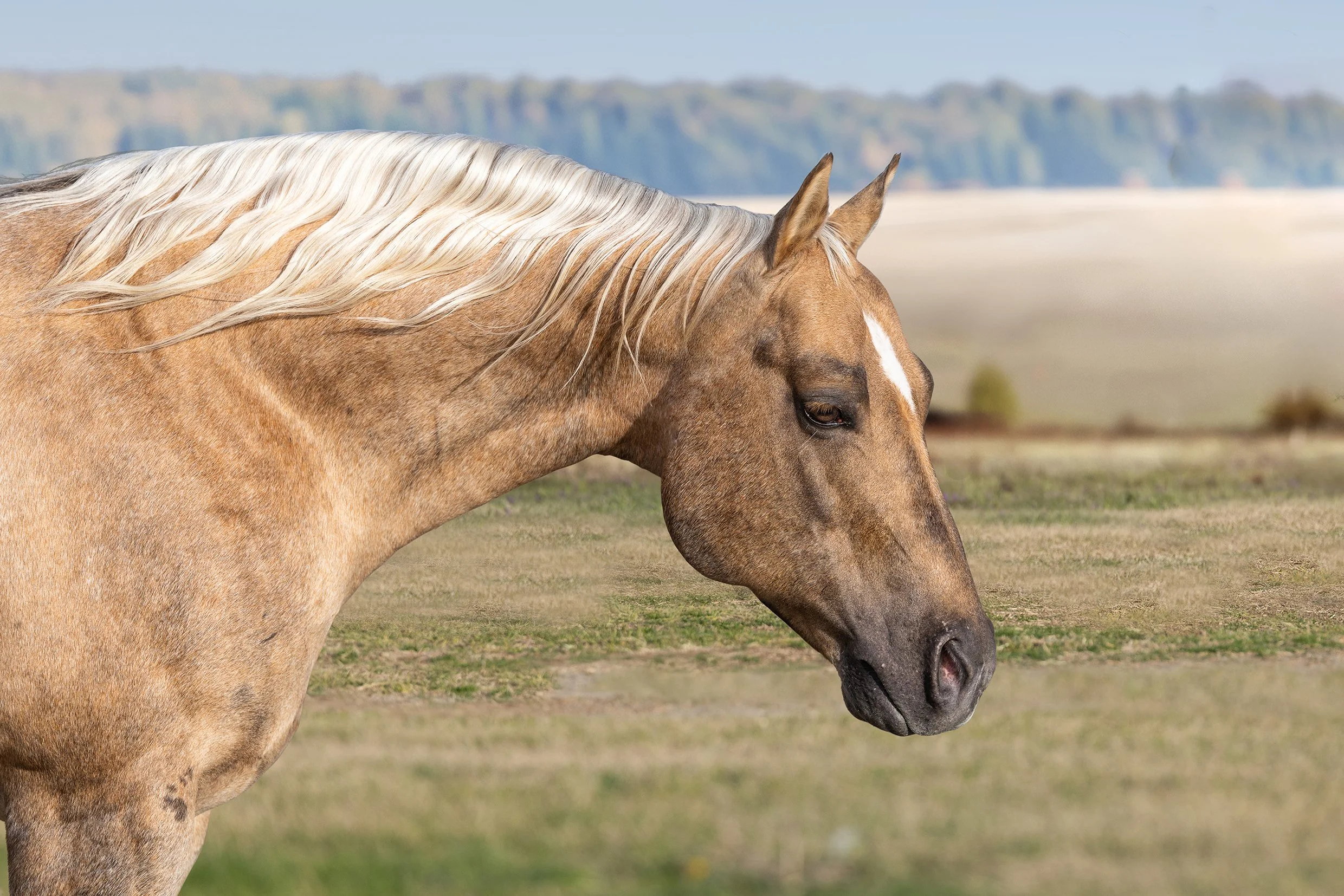 Stallion Photo Session HQ Helluva Cat