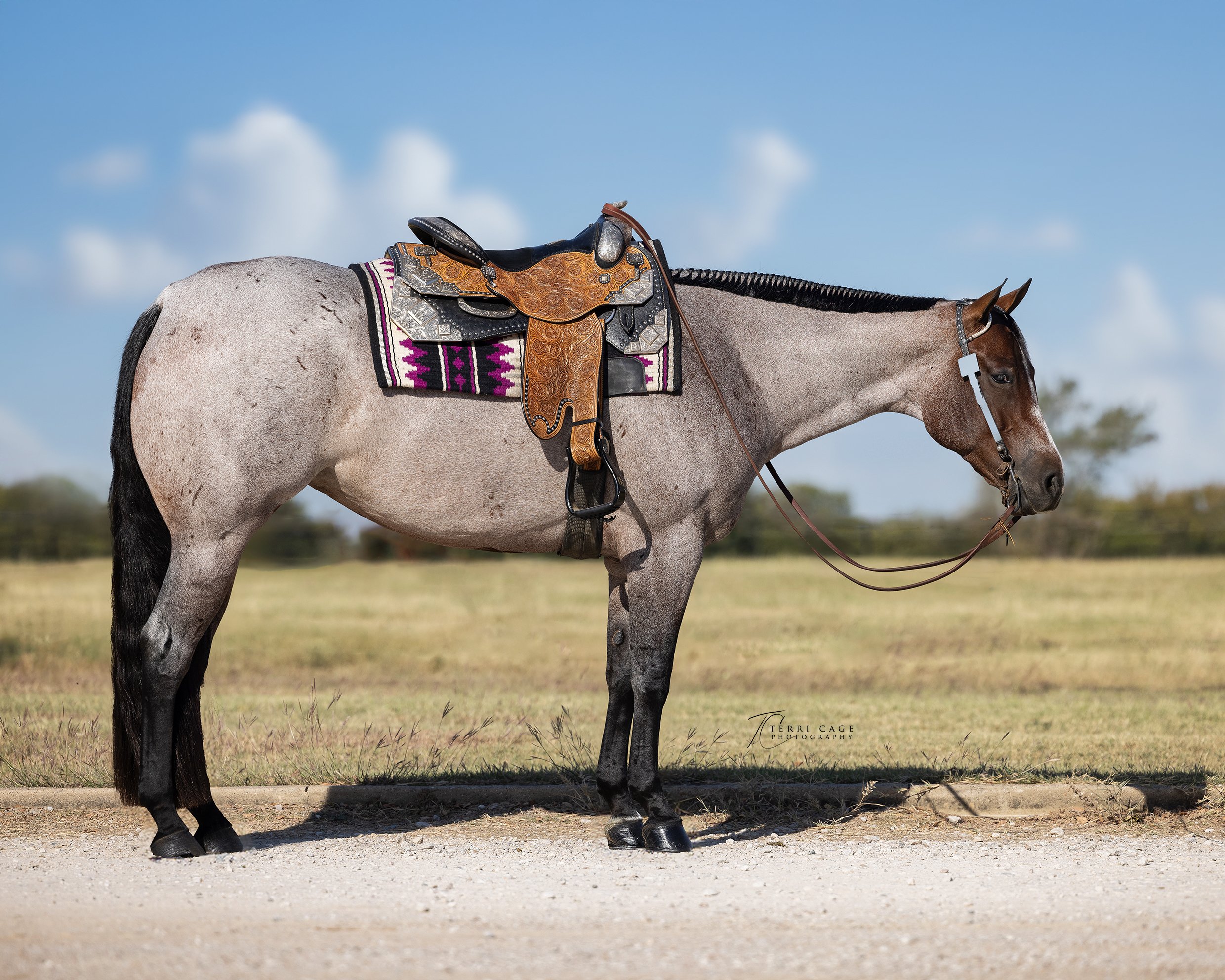 Western pleasure sale horse photo with saddkle