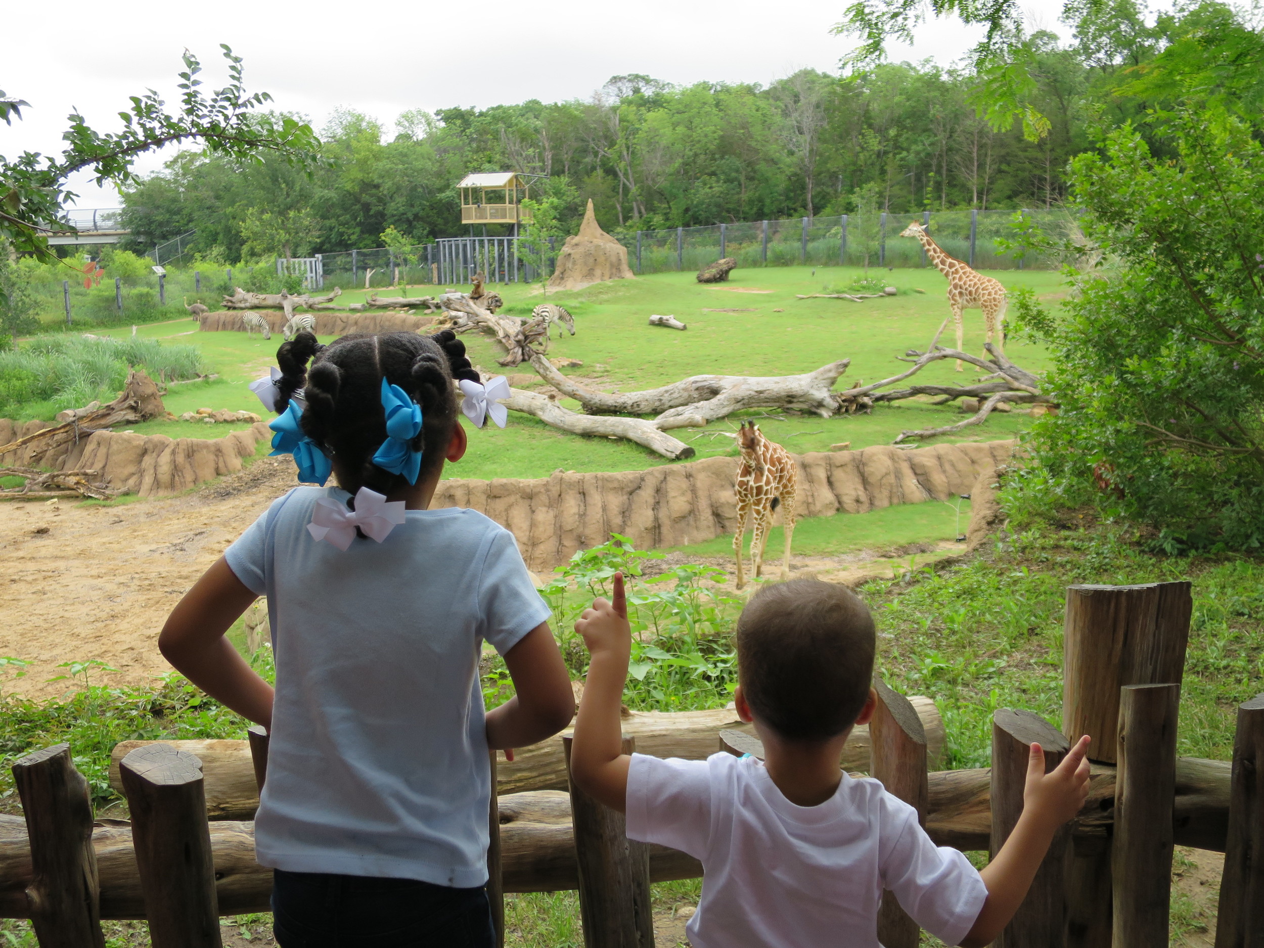 Day 305: Elliott's first trip to the zoo in over a year. He was amazed to see all the animals from his books at home.