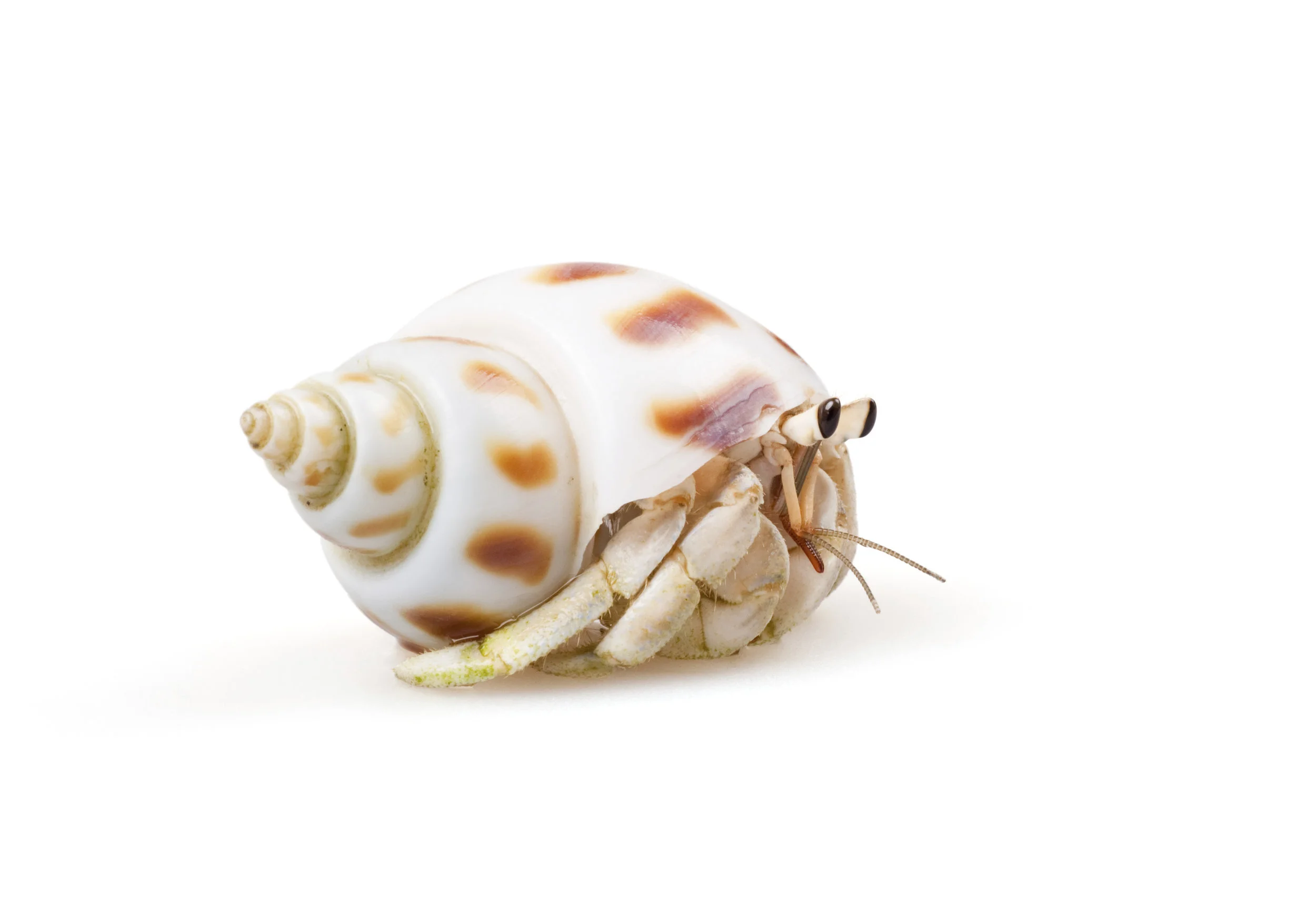 iStock_000013594194_Large (1).jpg