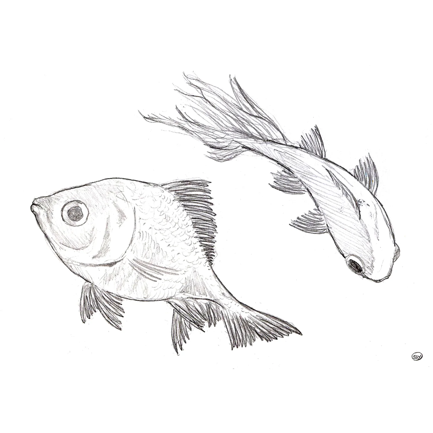 Goldfish