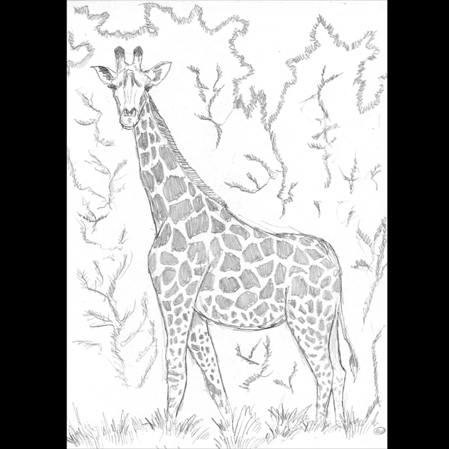 Giraffe