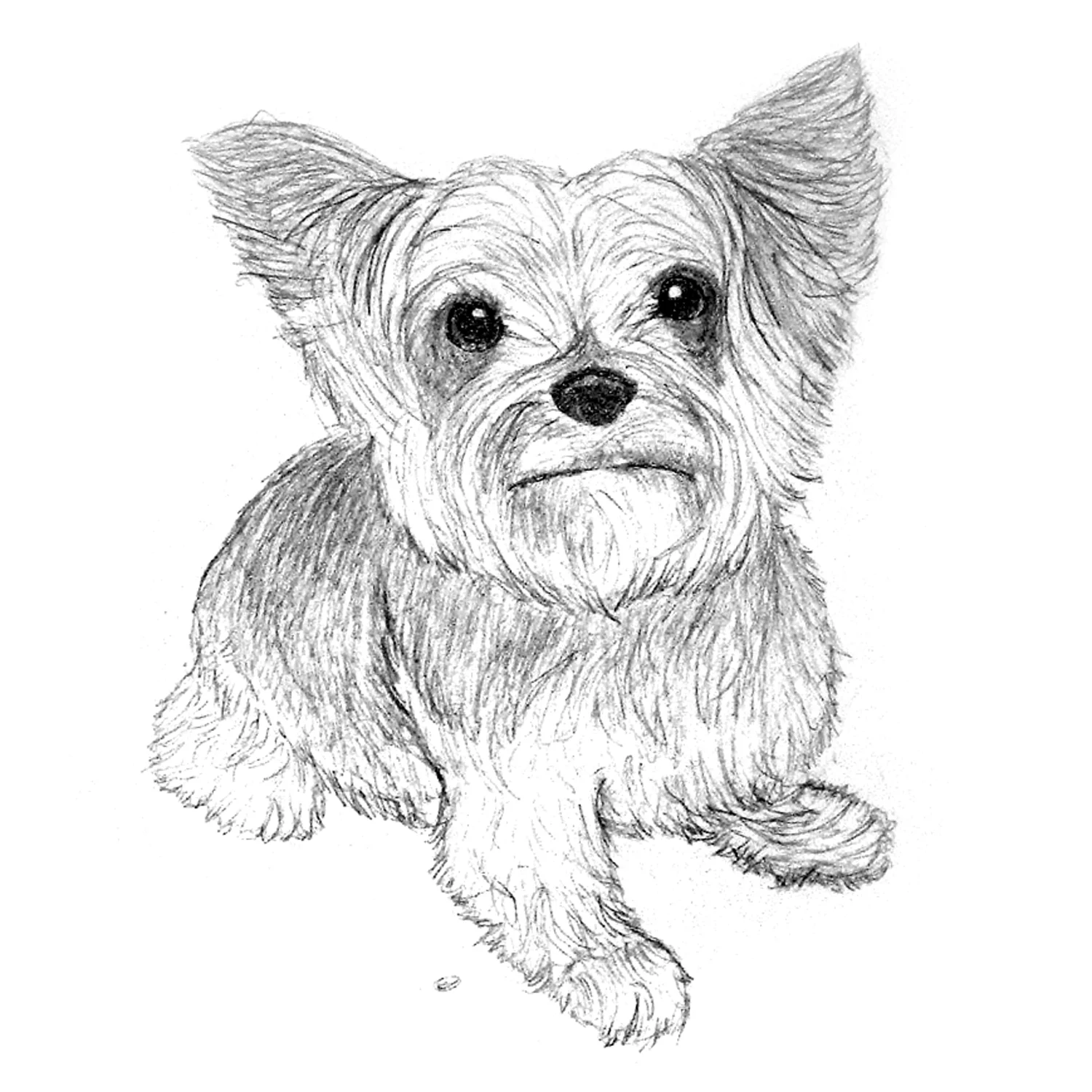 Yorkshire Terrier