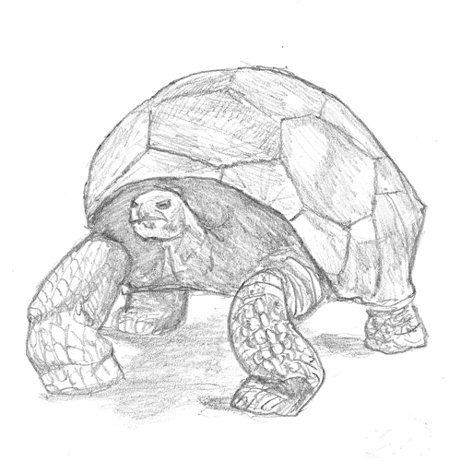 Tortoise
