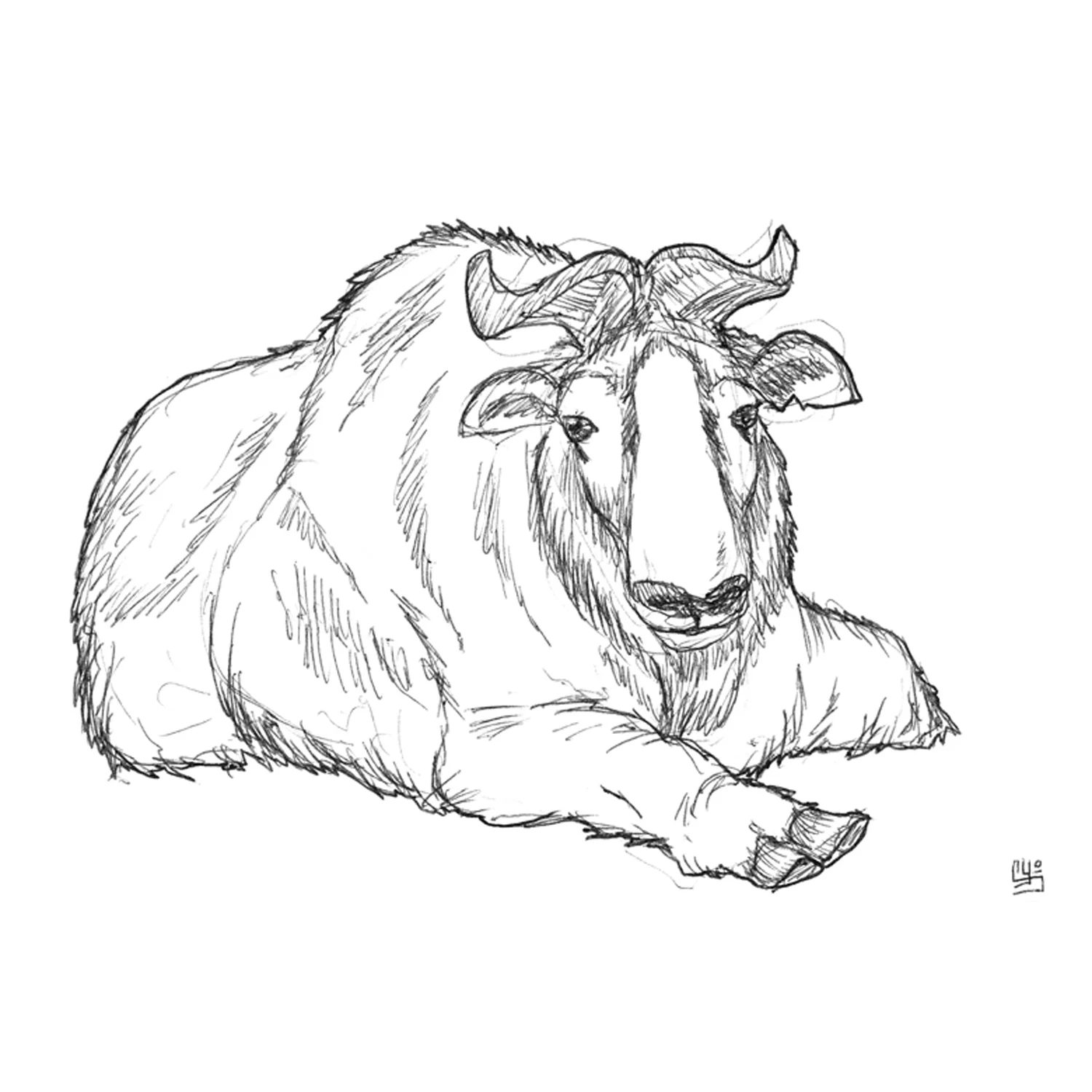 Takin