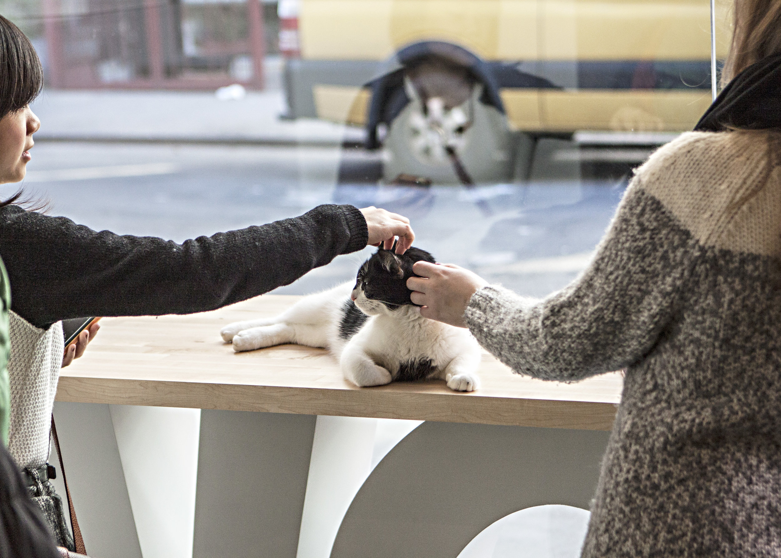 MEOW PARLOUR MEOW PARLOUR