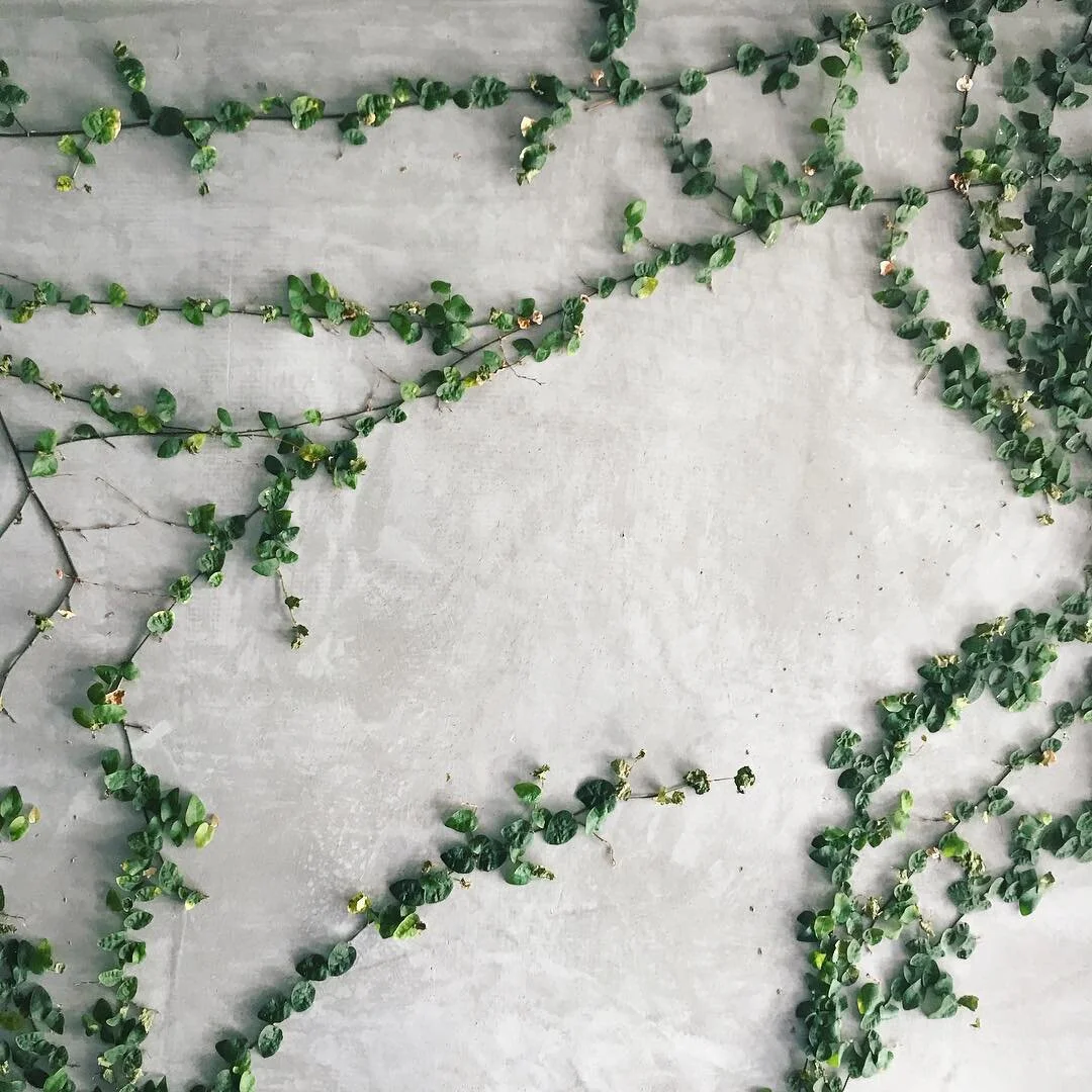 Ceiling🍃🌿🍃 | #brunchpants