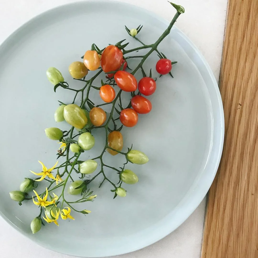 Abnormally obsessed with this rainbow - thank you @savanette for letting me ( and Fin ) take all your baby tomatoes yesterday 🍅🍅🍅 | #brunchpants