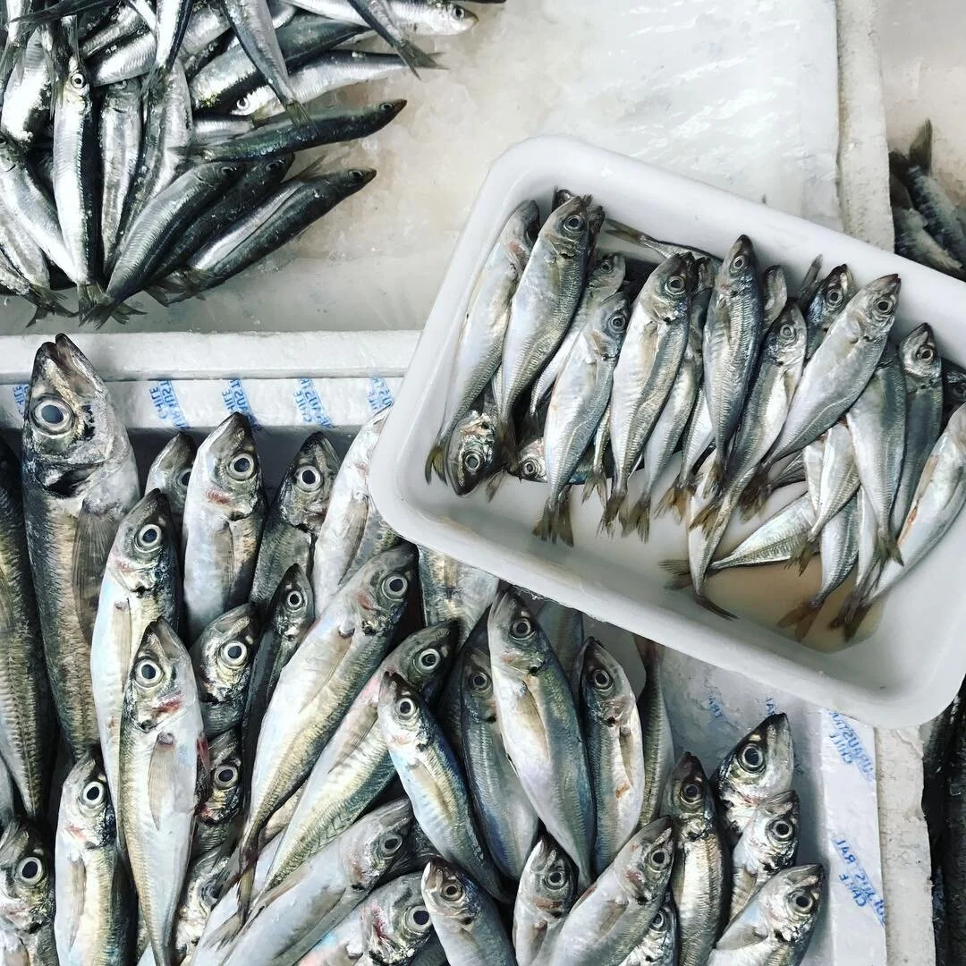 Reminds me of the L train in the morning #portugal #porto 🐟🐟🐟 | #brunchpants