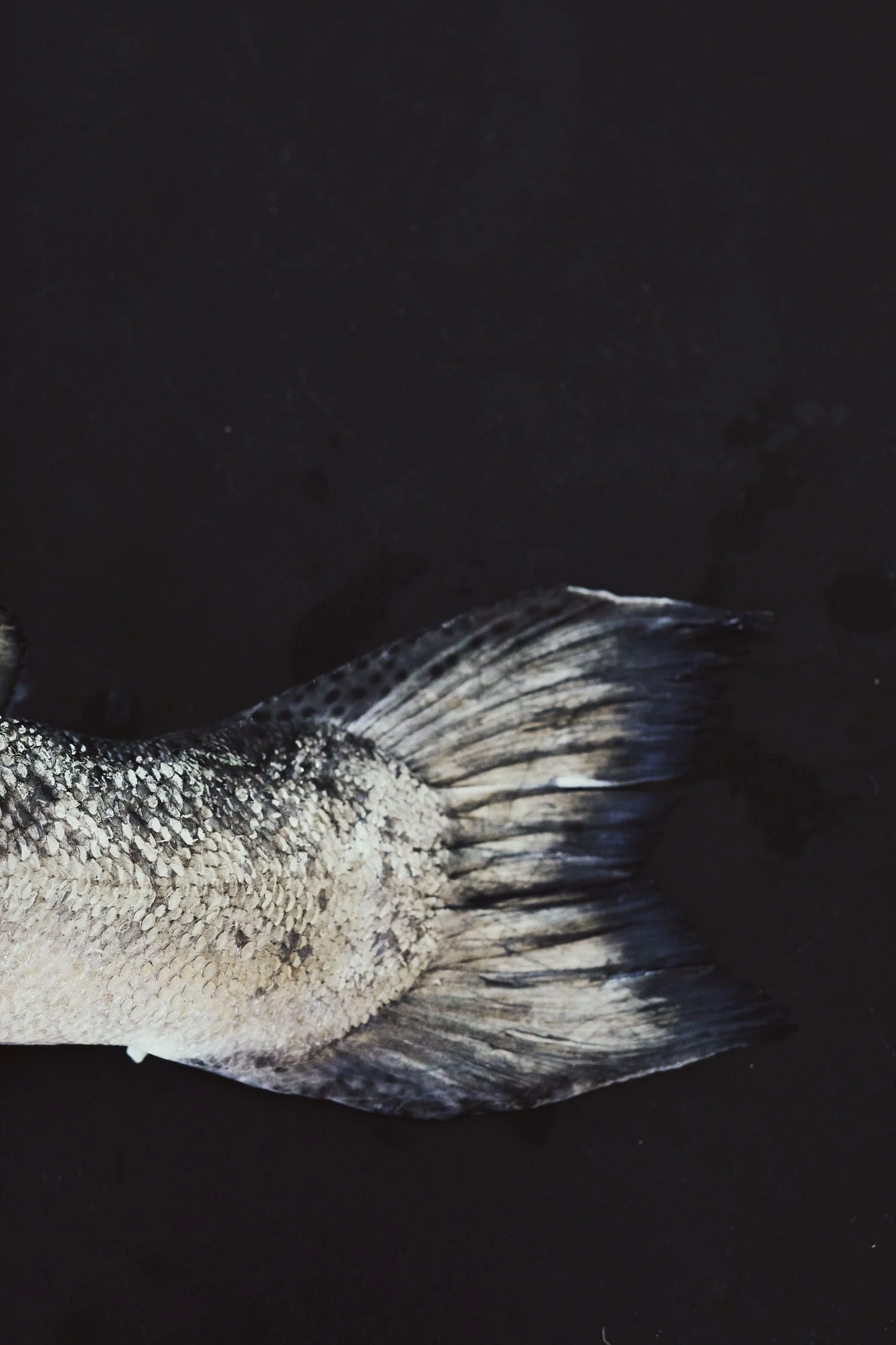 Li_Sylvie_salmon_04.jpg