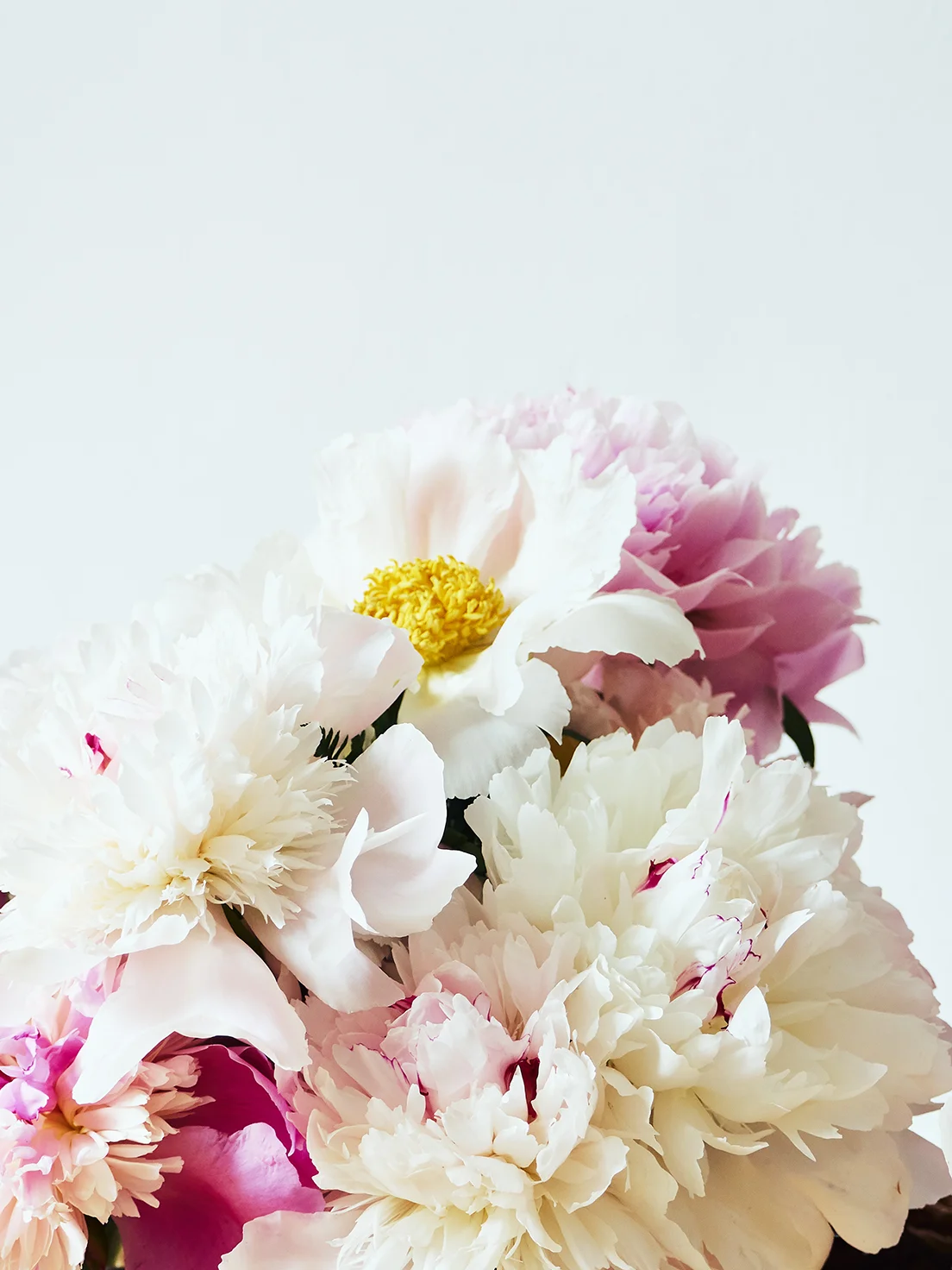 Li_Sylvie_pivoines_03.jpg