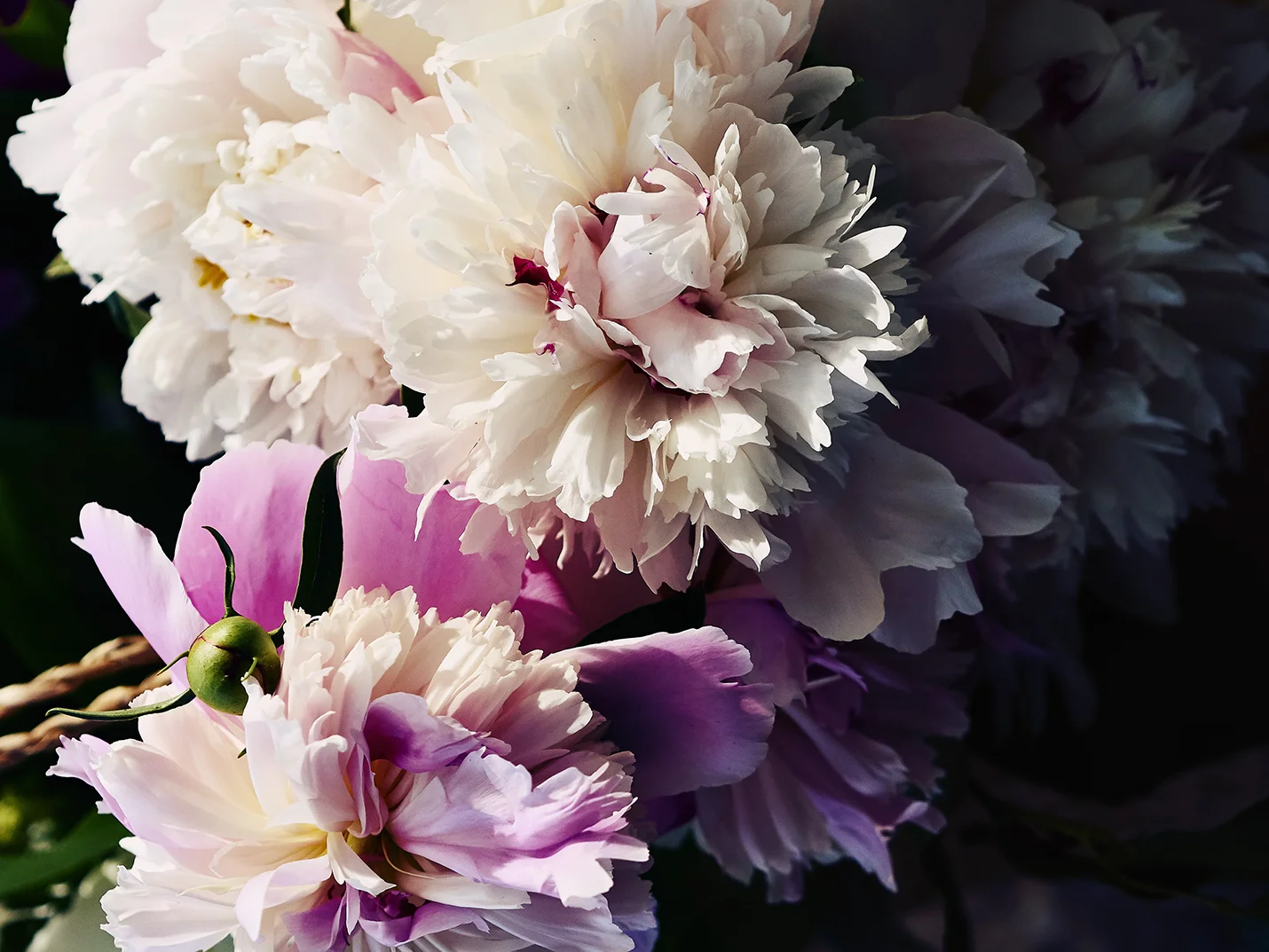 Li_Sylvie_pivoines_04.jpg
