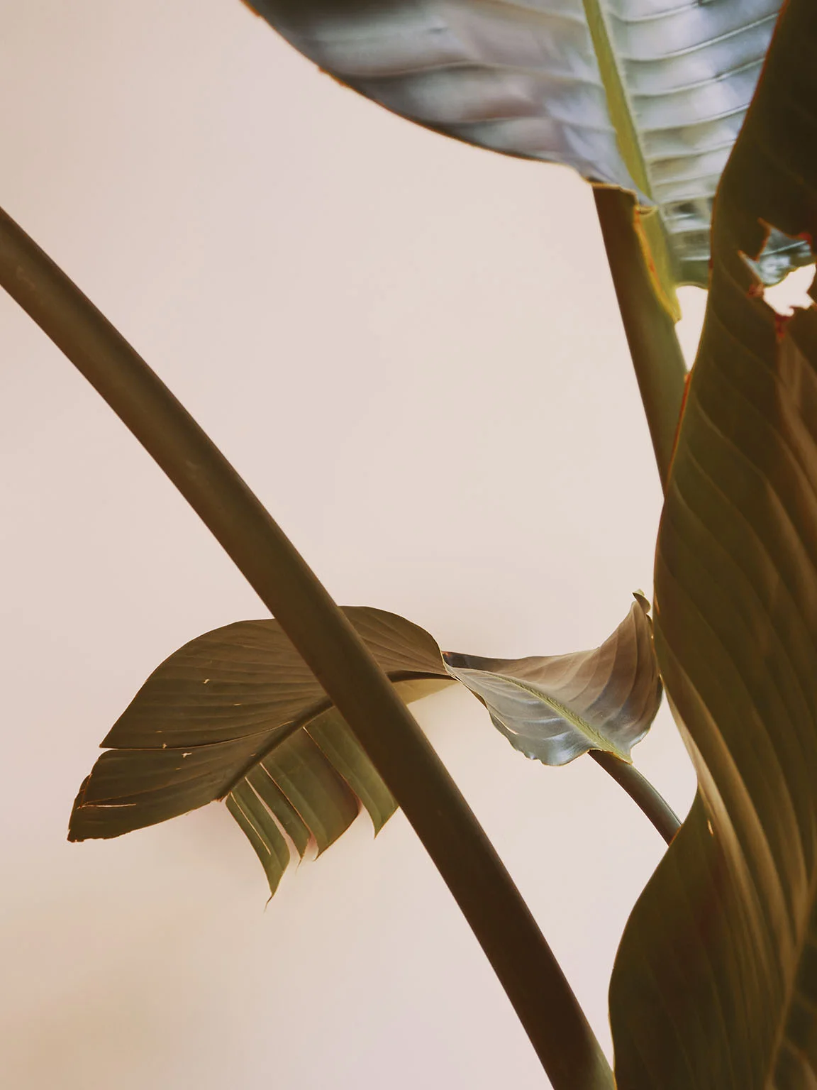Li_Sylvie_Kamehamena_01.jpg