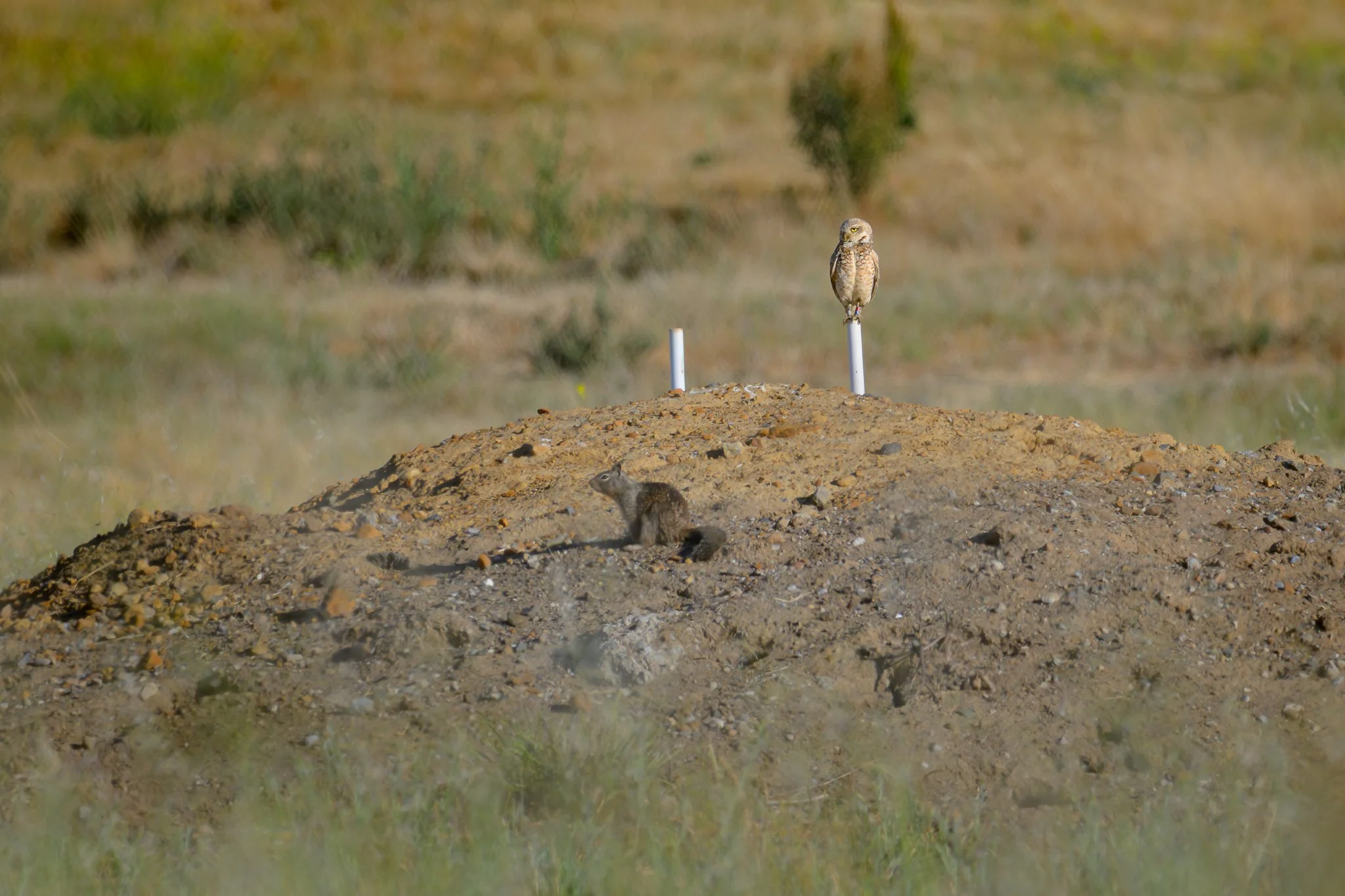 burrowing_owl_and_squirel_-05-27-25.jpg
