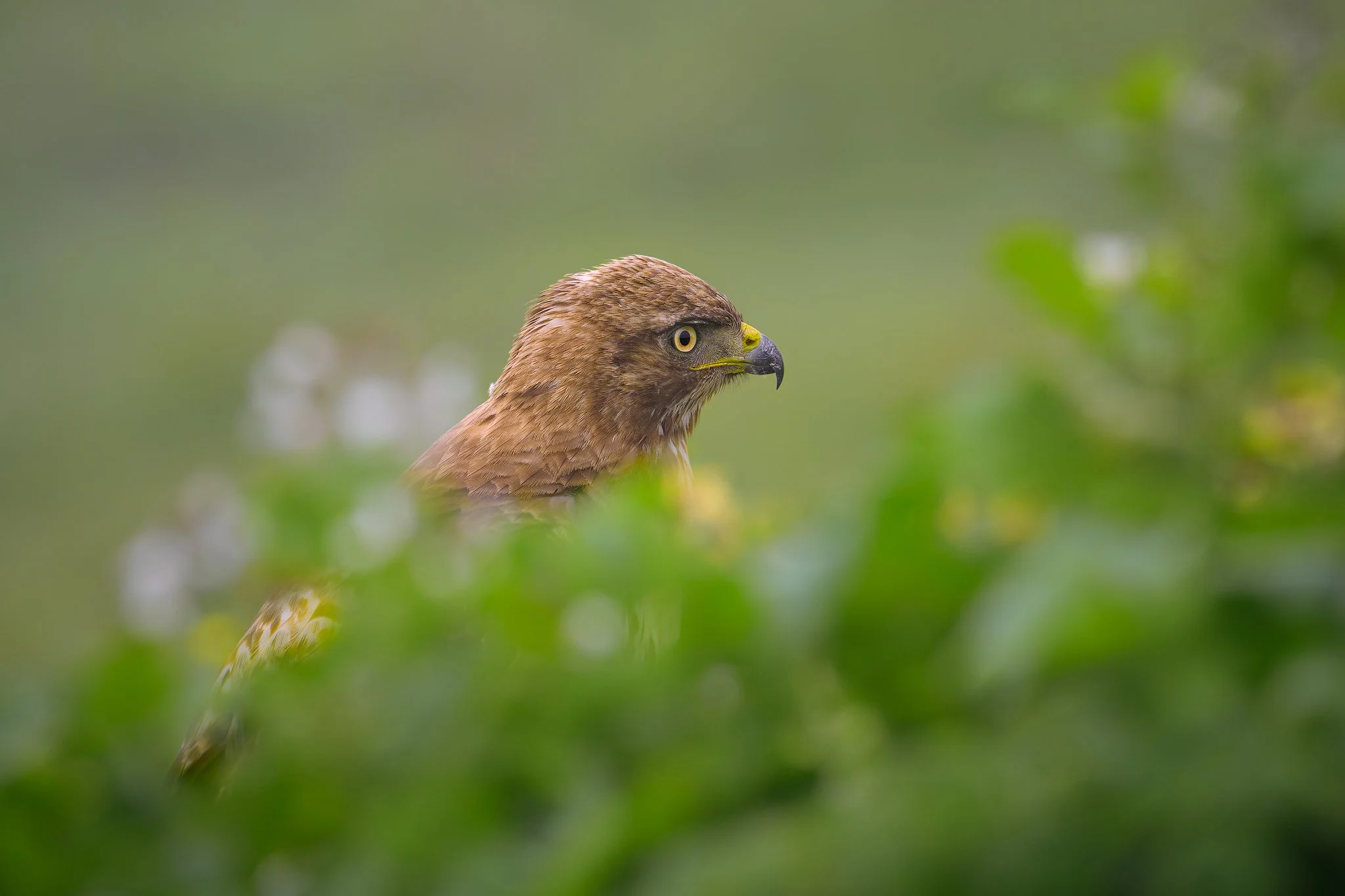 hawk behind bush in rain.jpg
