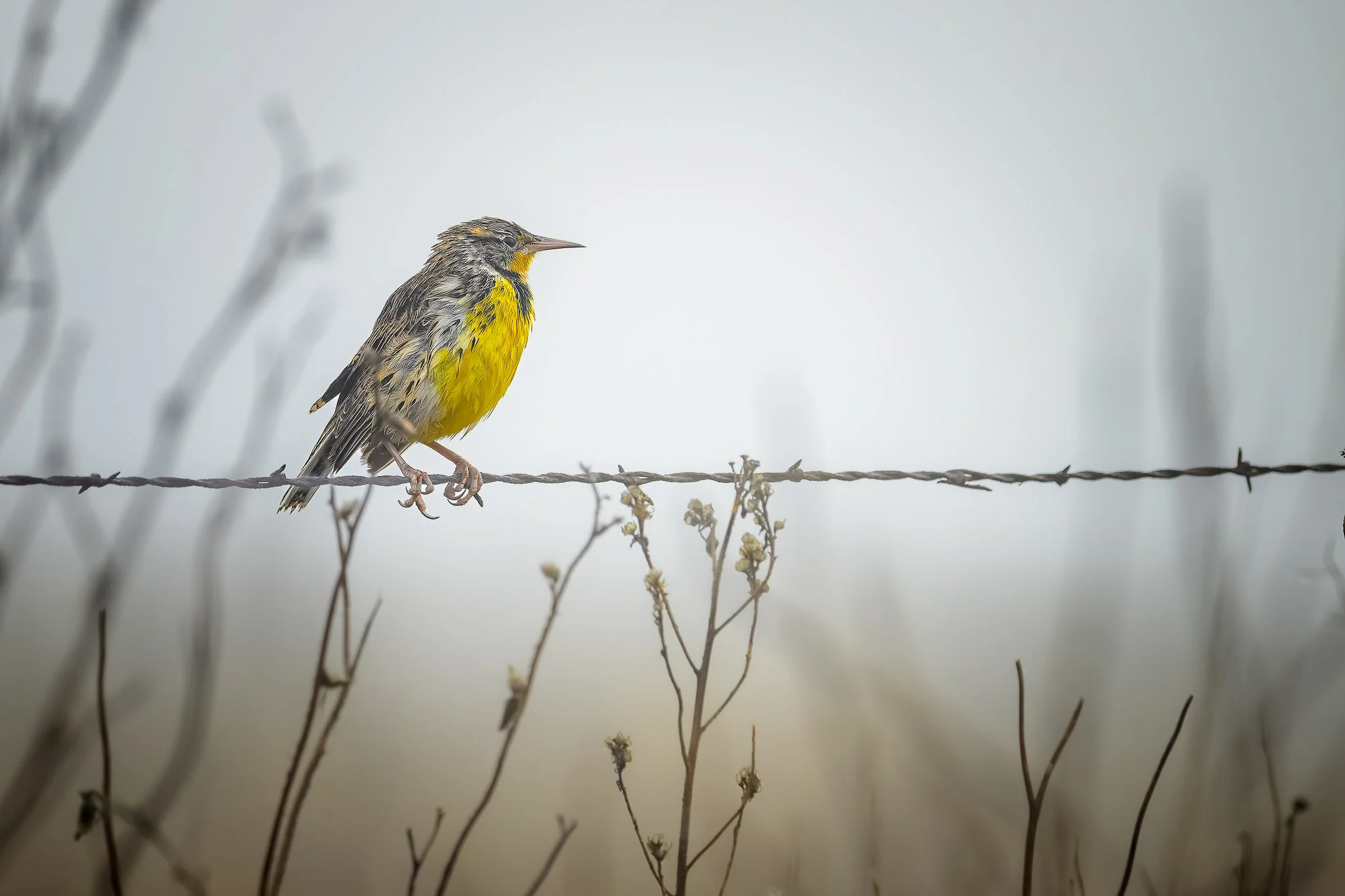 a_wet_western_meadowlark__2024-10-27.jpg