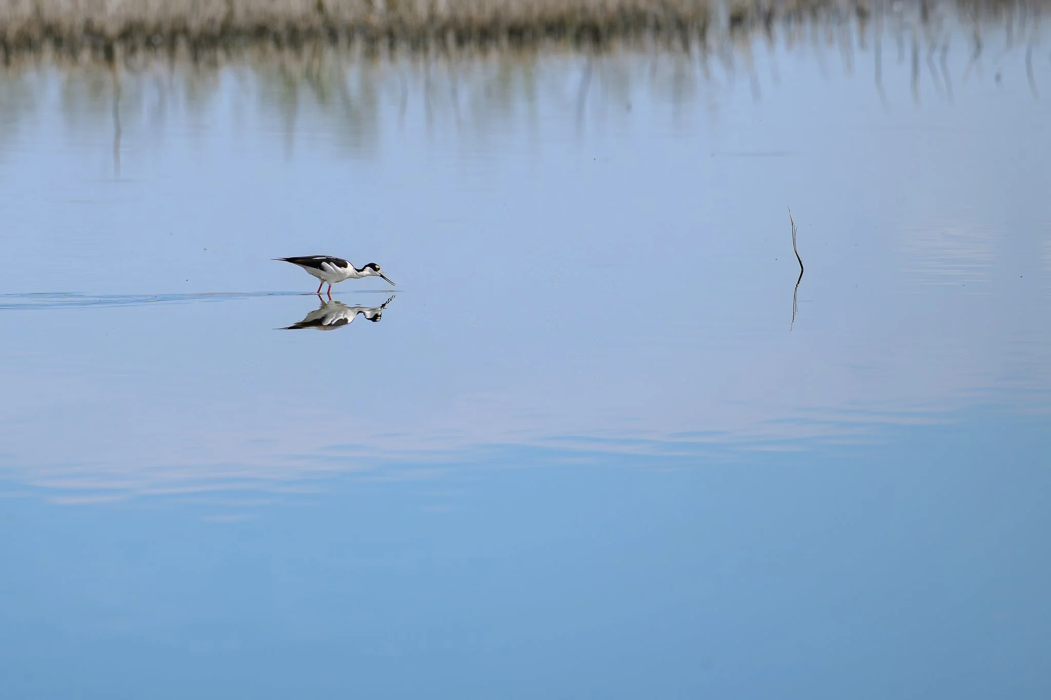 Black-necked_Stilt-02-02-25.jpg