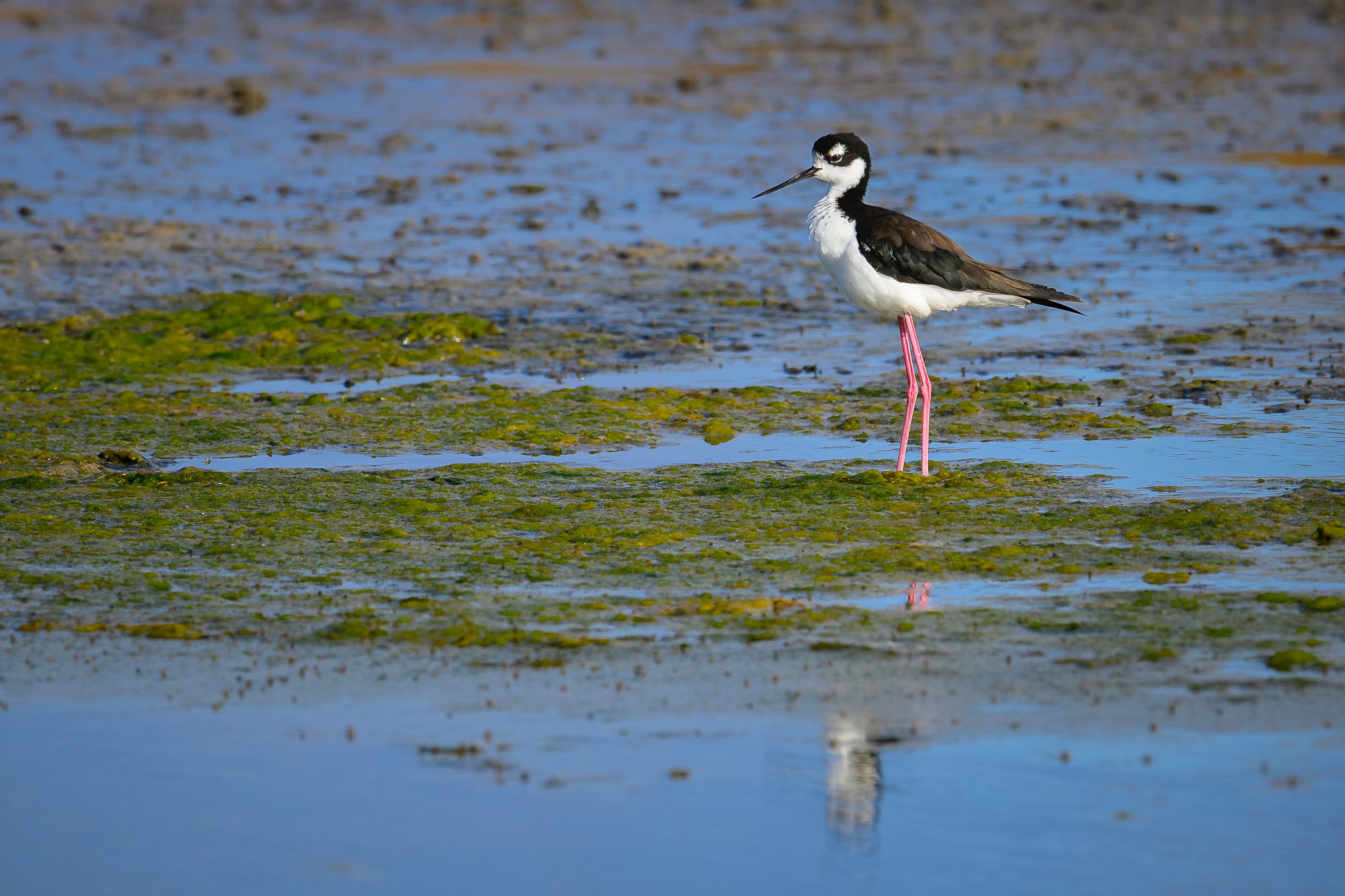 black-necked_stilt-09-01-24.jpg