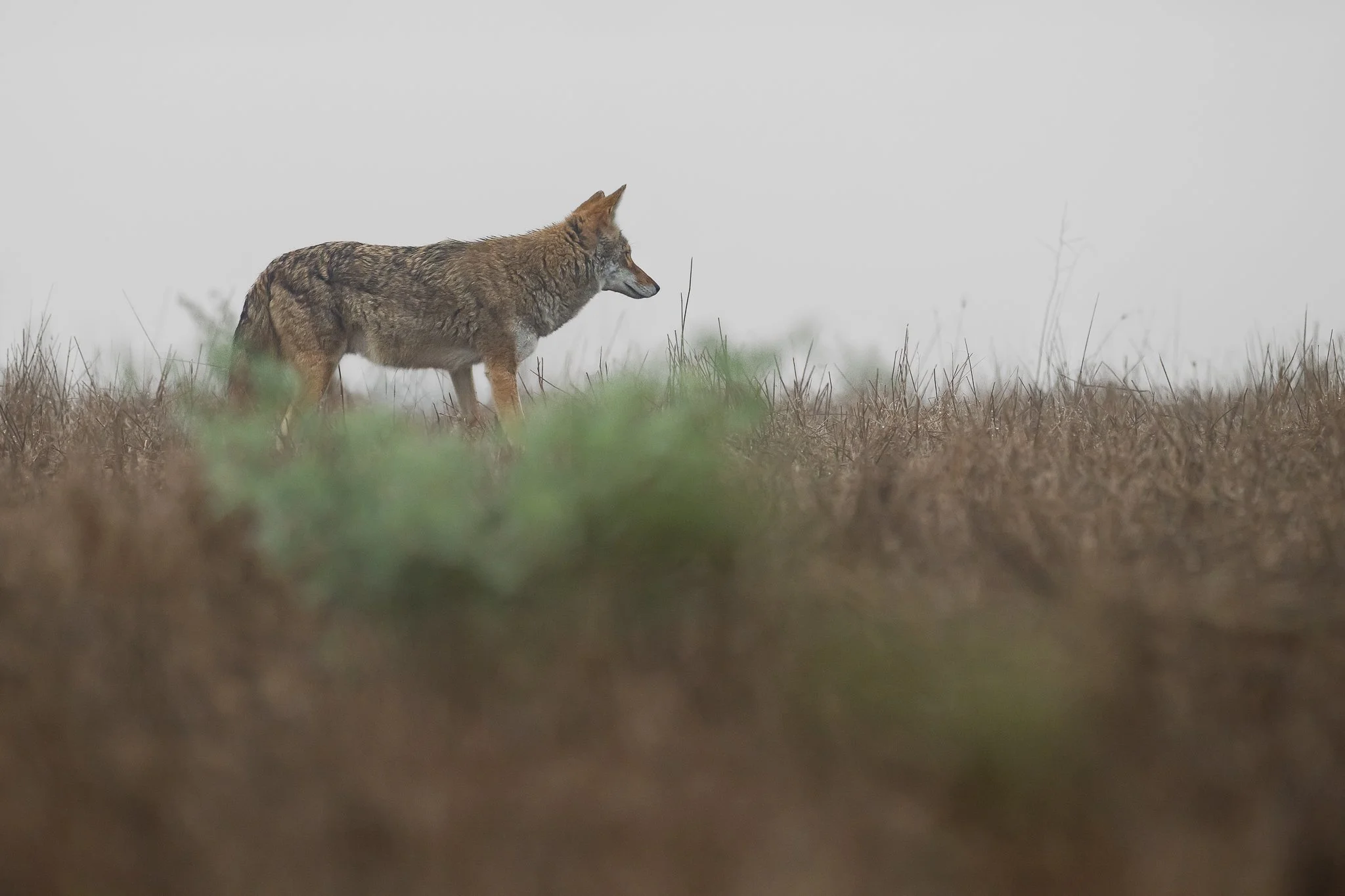coyote_in_the_rain_-10-05-25.jpg