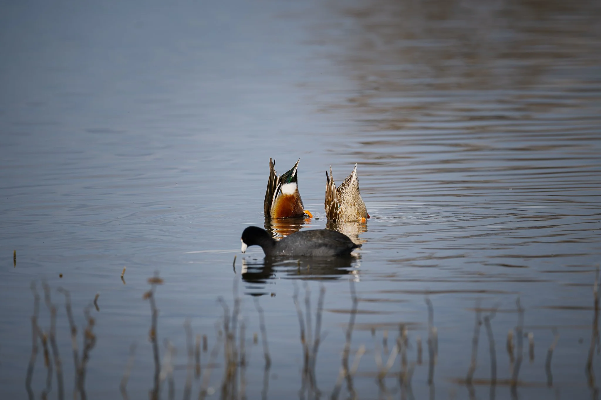 duck_dive_-_Merced_CA-02-02-25.jpg