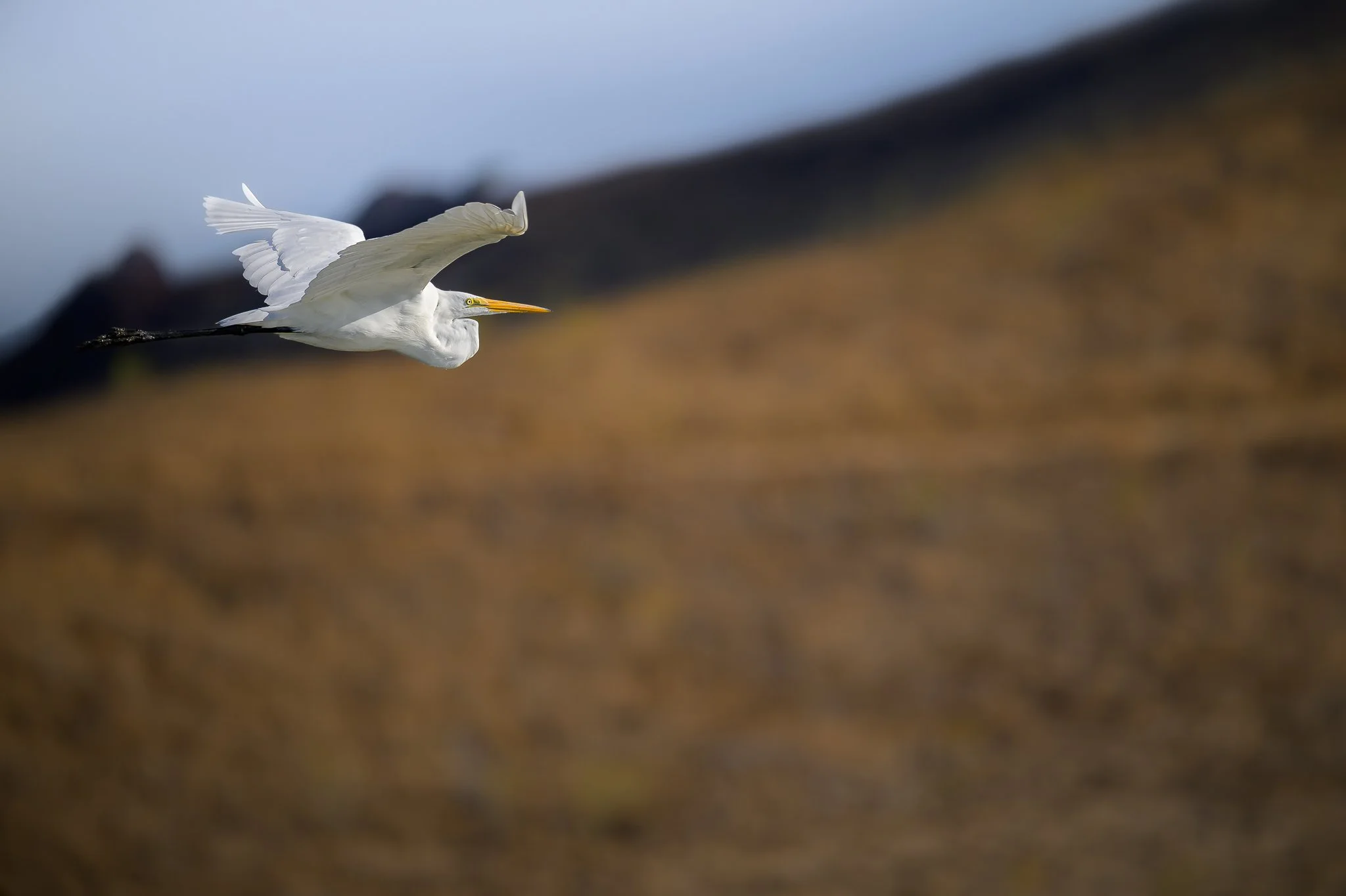 egret_flying-09-01-24.jpg