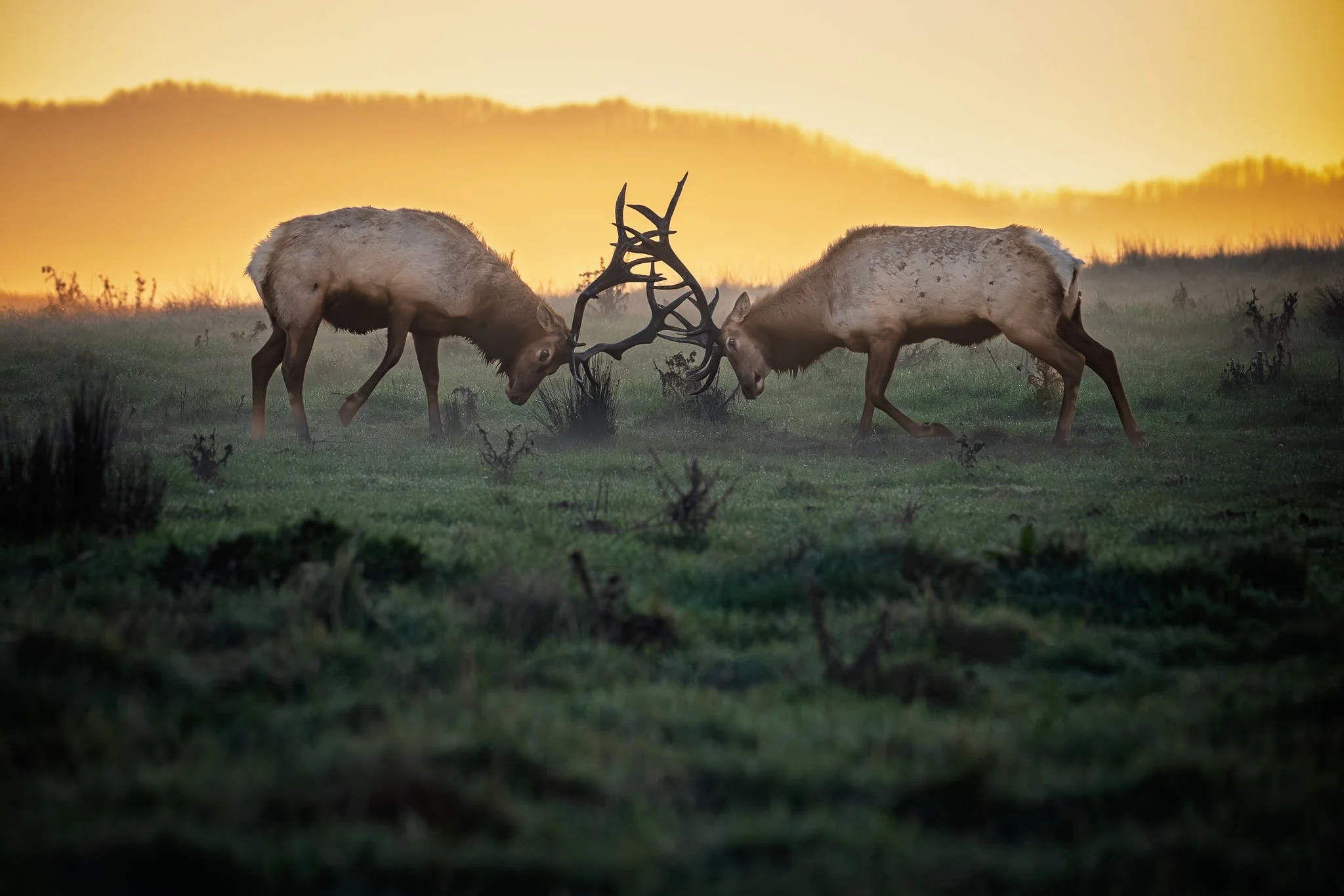 elk_battle-11-28-25.jpg