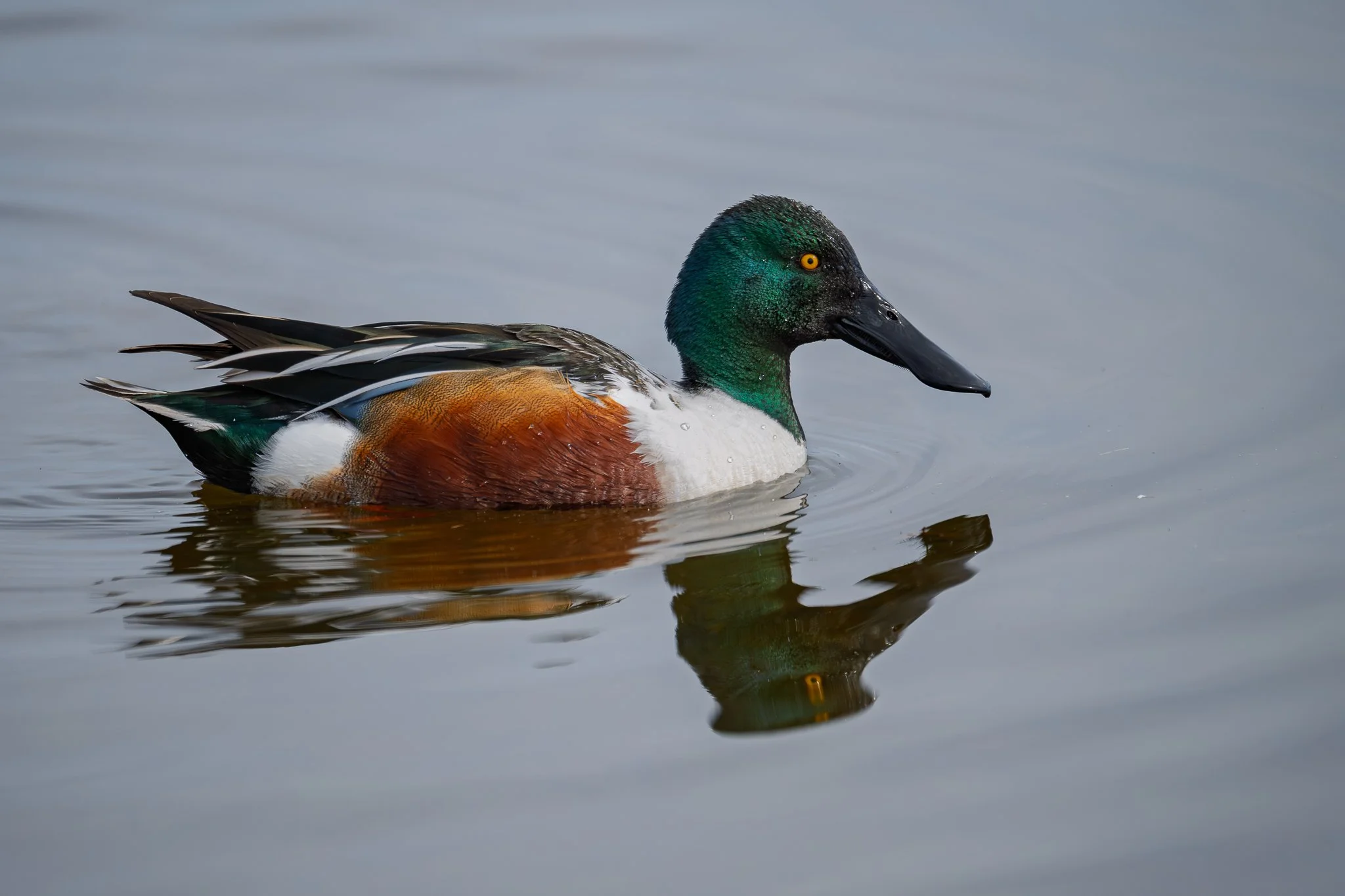 northern_shoveler-02-02-25.jpg