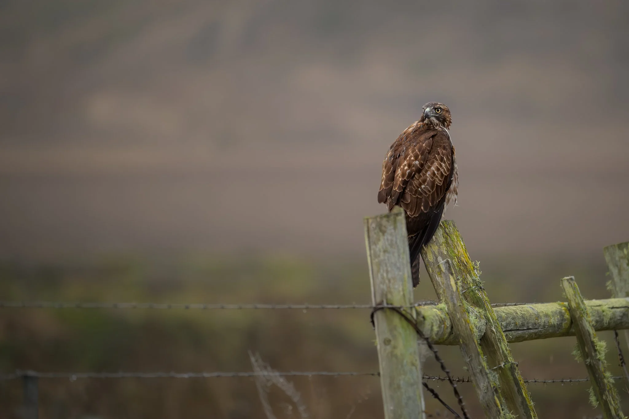 red-tailed_hawk_-10-27-24.jpg