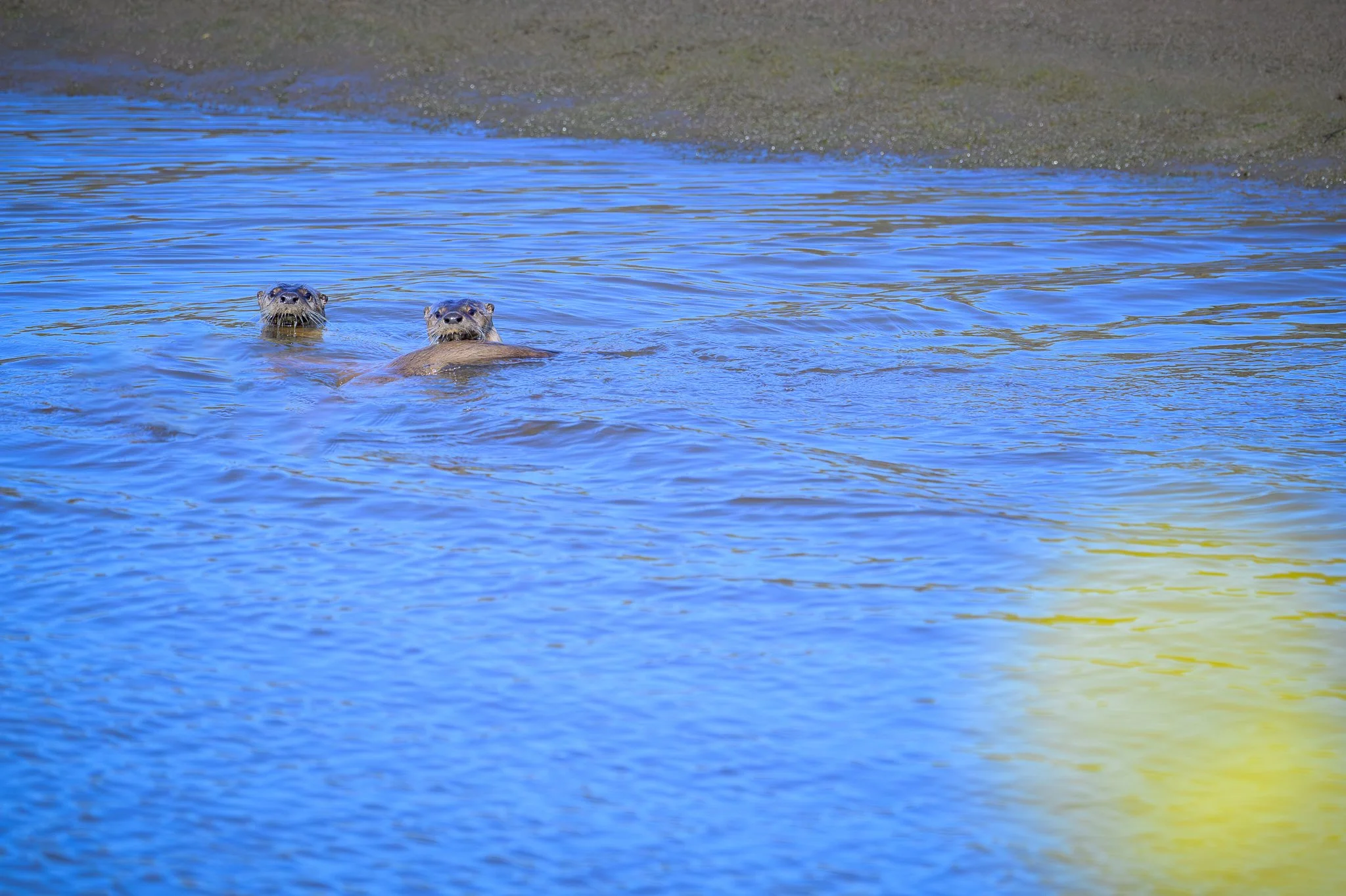 river_otter_family-05-04-25.jpg