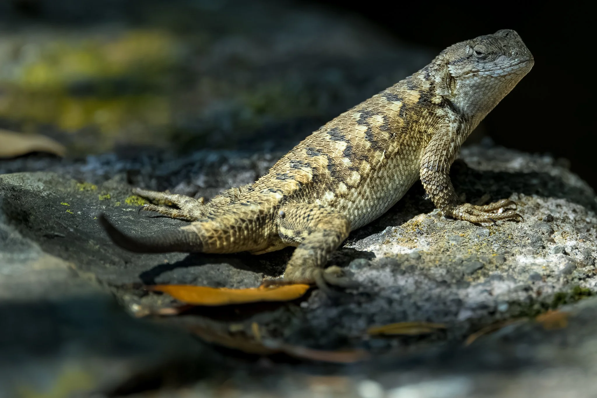 western_fence_lizard_-08-04-24.jpg