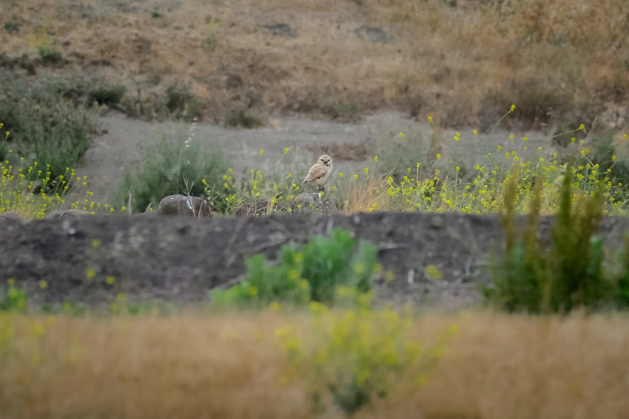 burrowing_owl__2025-06-07.jpg