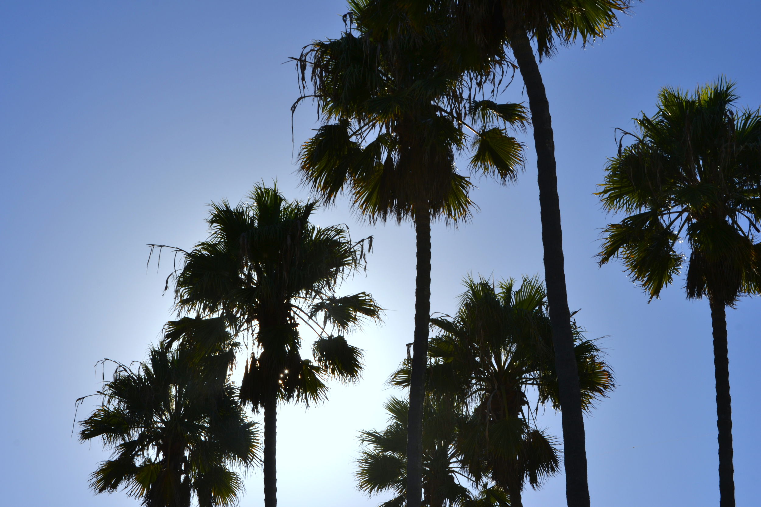 RB Palm Tree 9.29.13.jpg