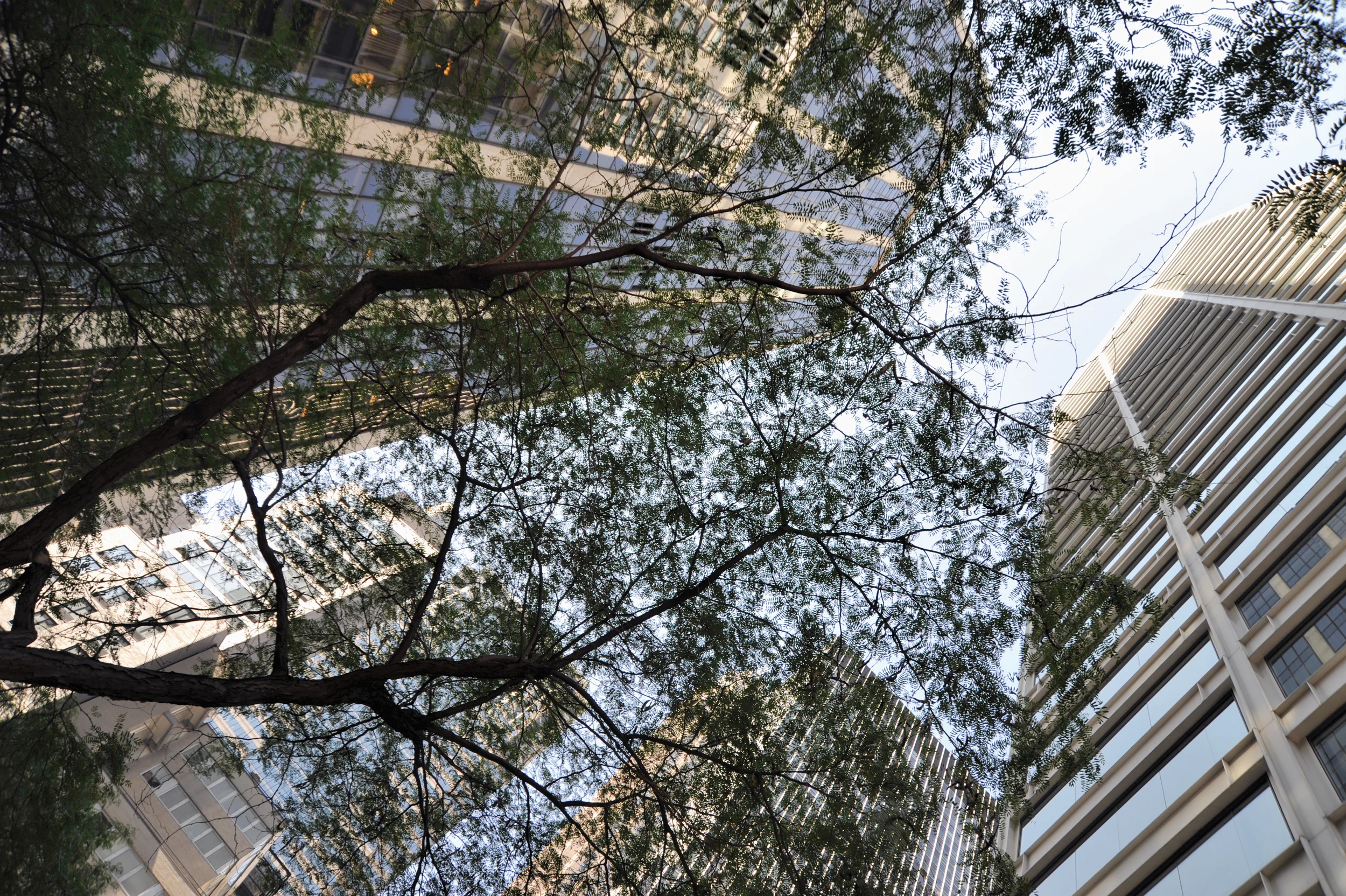 looking up through trees.jpg