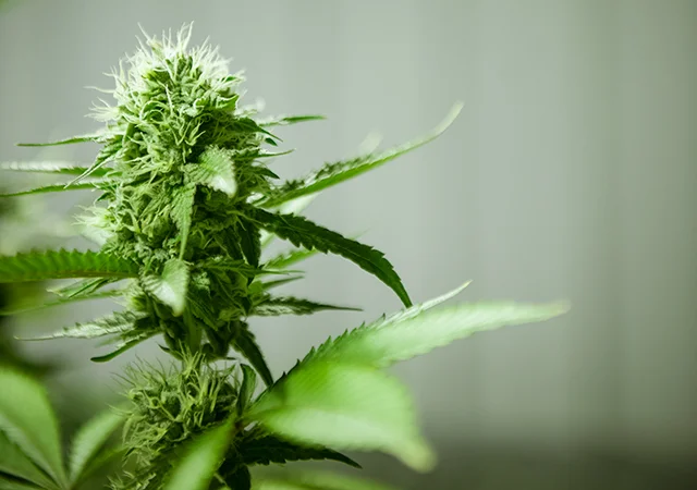New regulations have shifted the model for cannabis production, transferring control from individual patients and producers to big business. Photographs Ryan Girard & Bryce Meyer